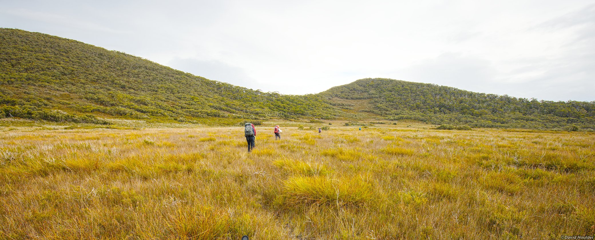 Crossing the buttongrass