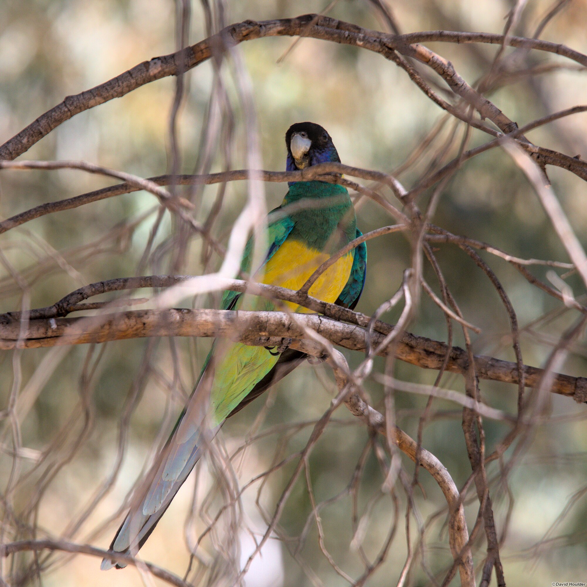 Australian Ringneck