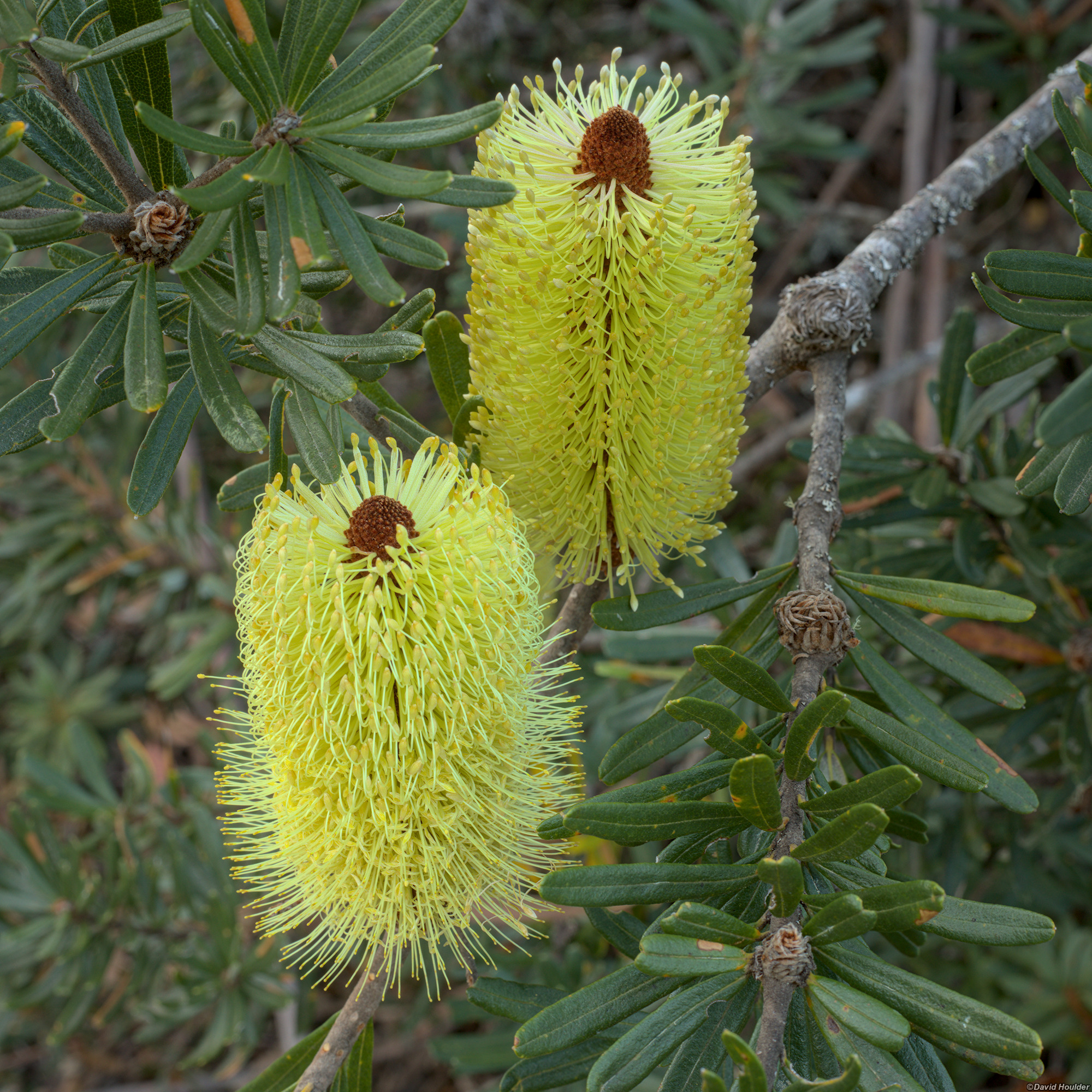 Banksia flowers at Narcissus Bay