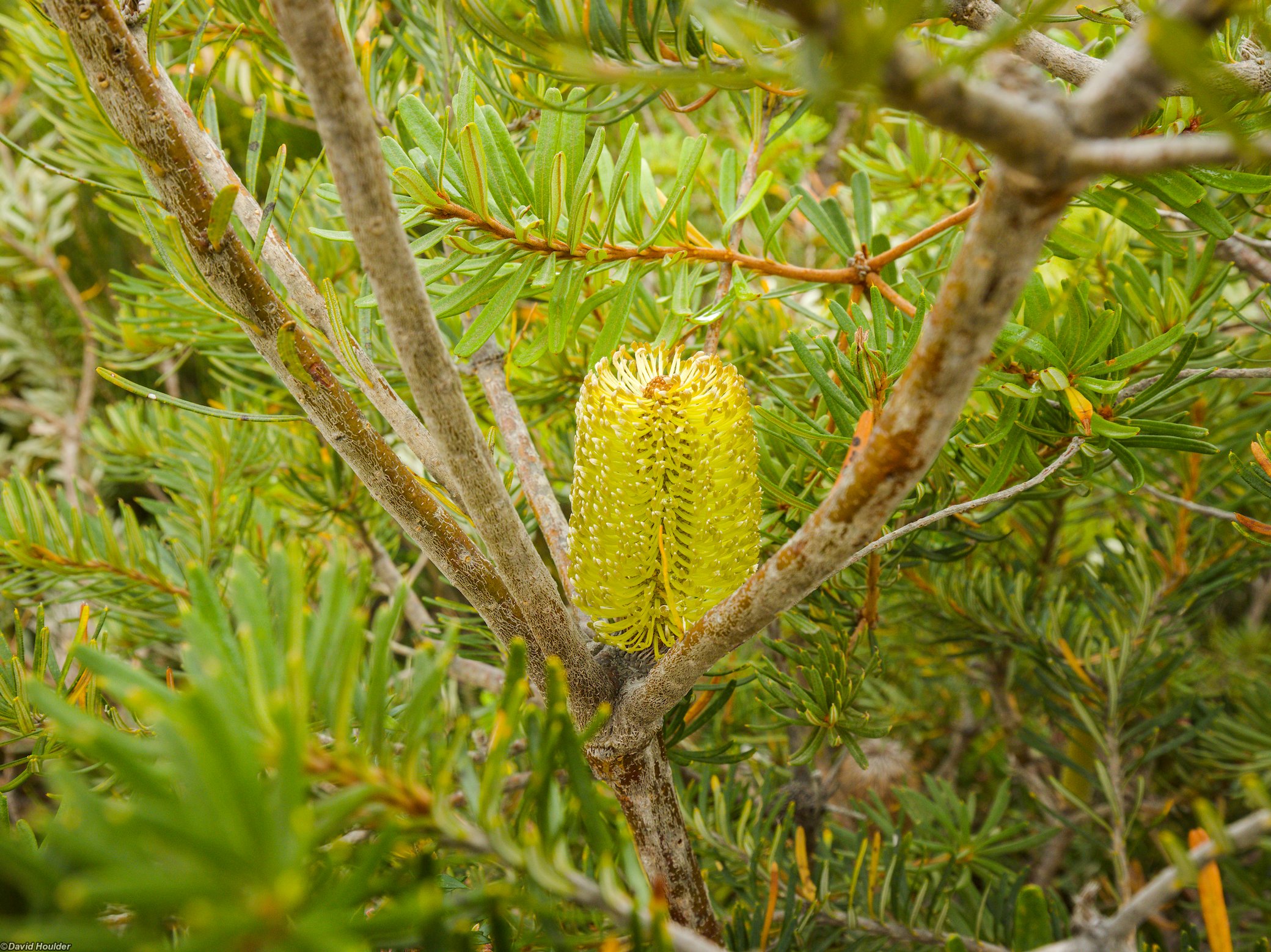 Banksia marginata​