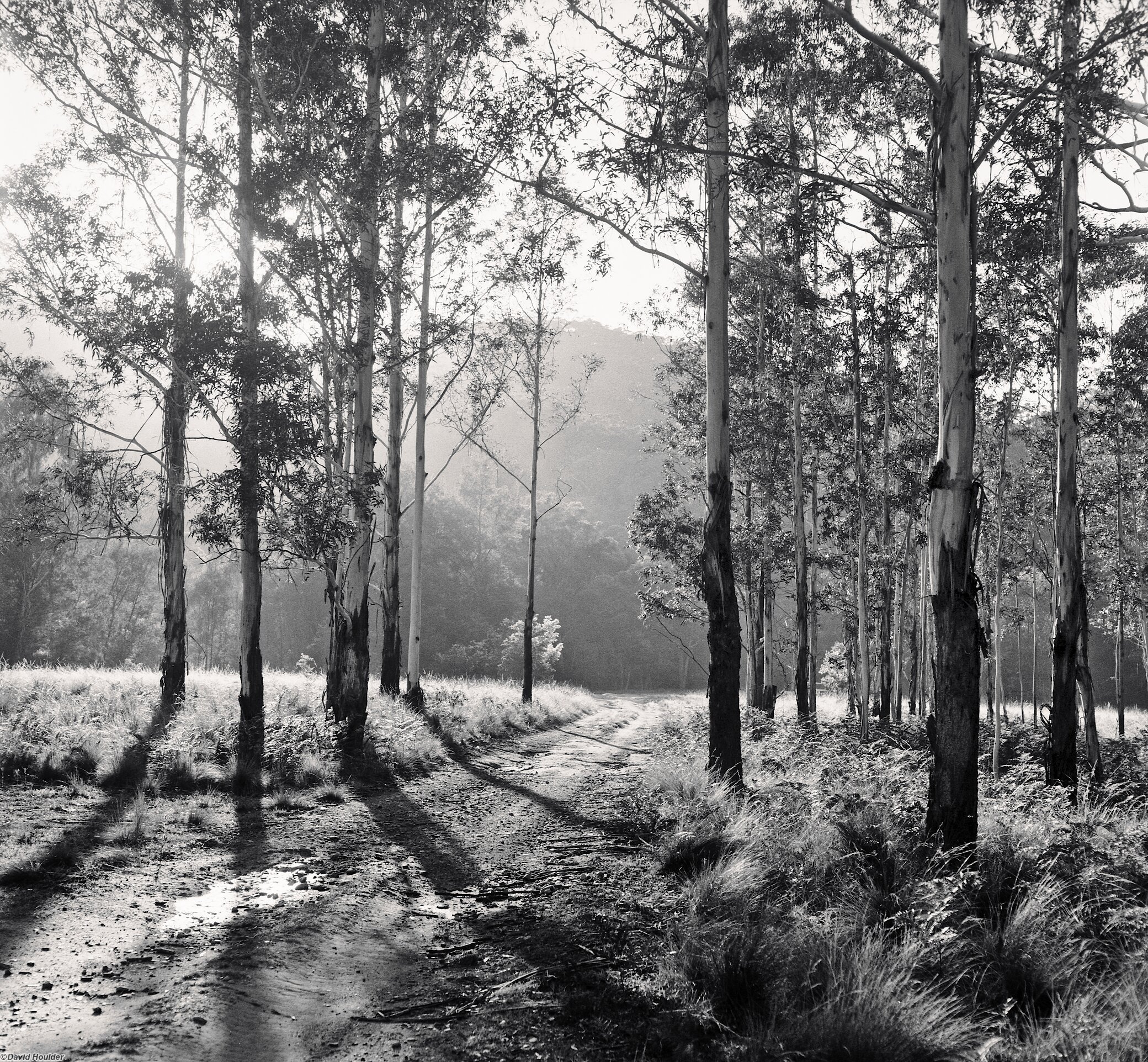 A stand of eucalypts with the sun rising behind