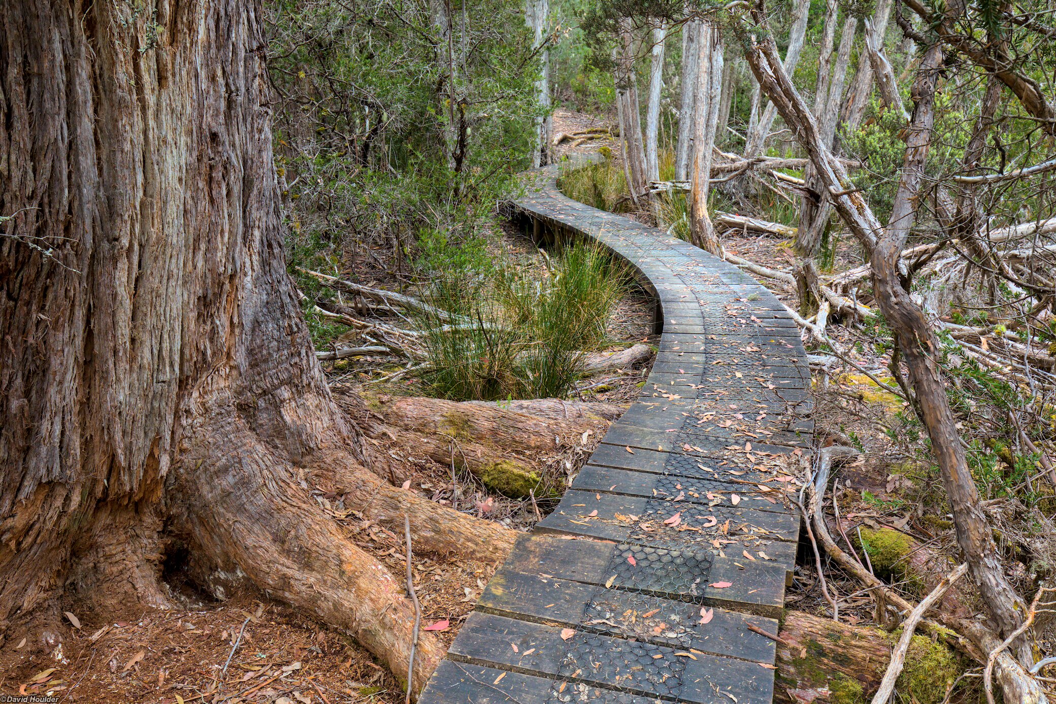 Boardwalk through the forest