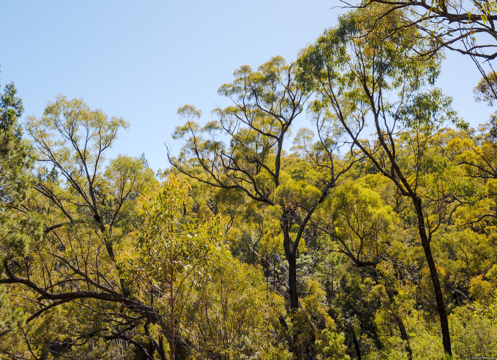 The canopy at Spirey View