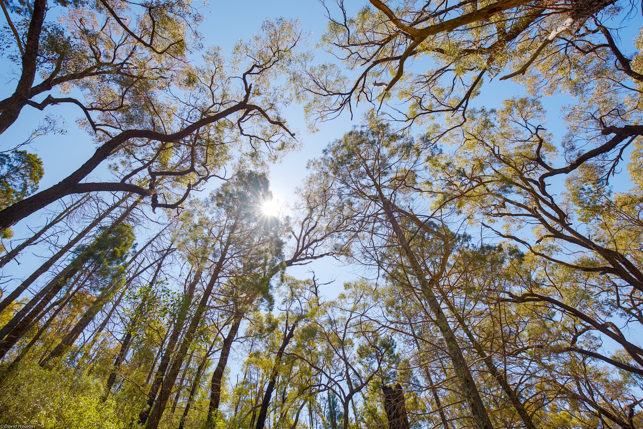 Canopy