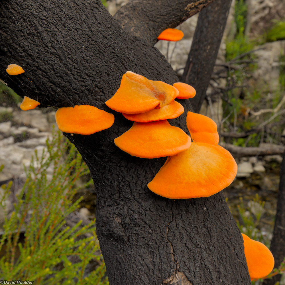 Orange fungi