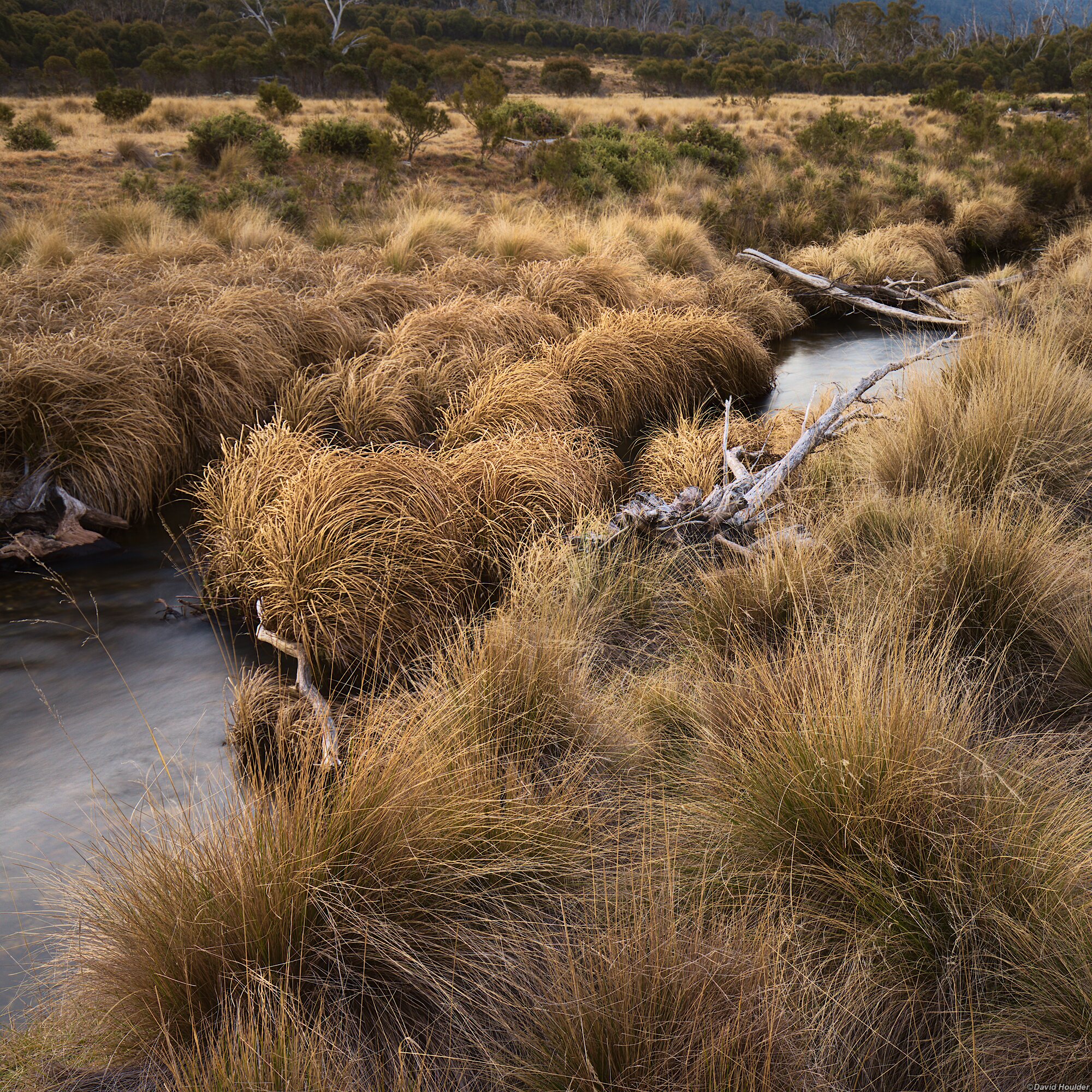 Stream flowing through grassland with dry tussocks in the foreground and several weathered logs