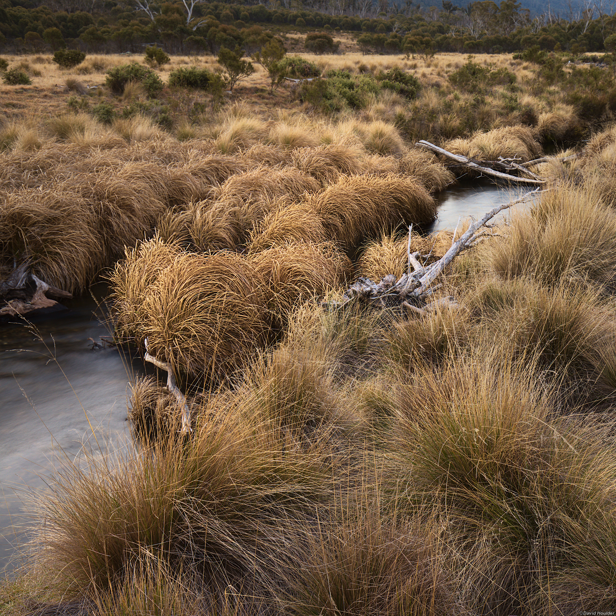 Stream flowing through grassland with dry tussocks in the foreground and several weathered logs