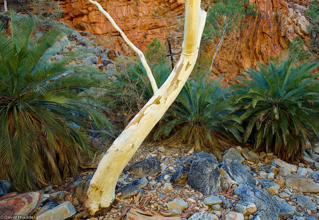 Cycads in Inarlanga Pass