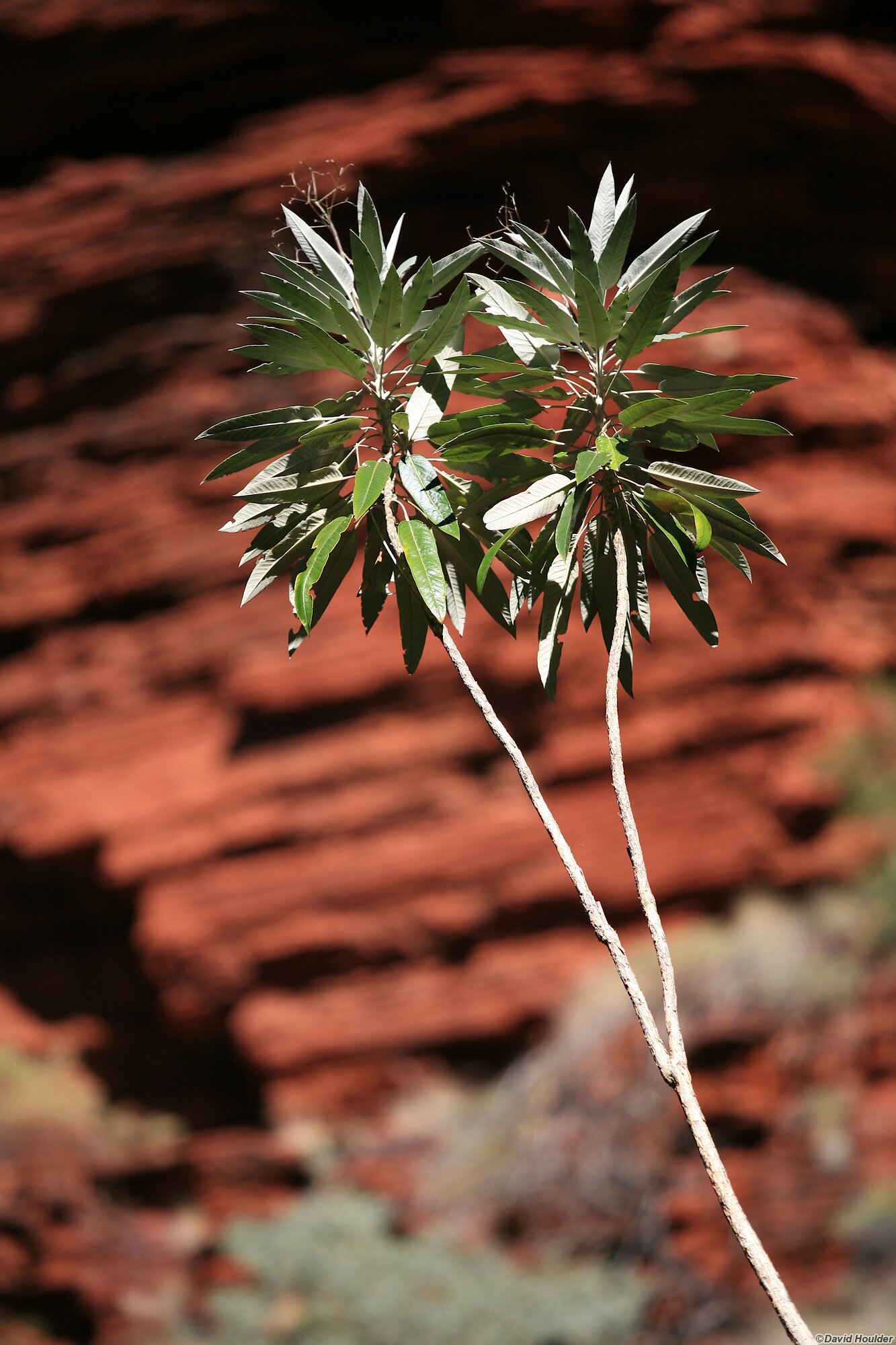 Local flora