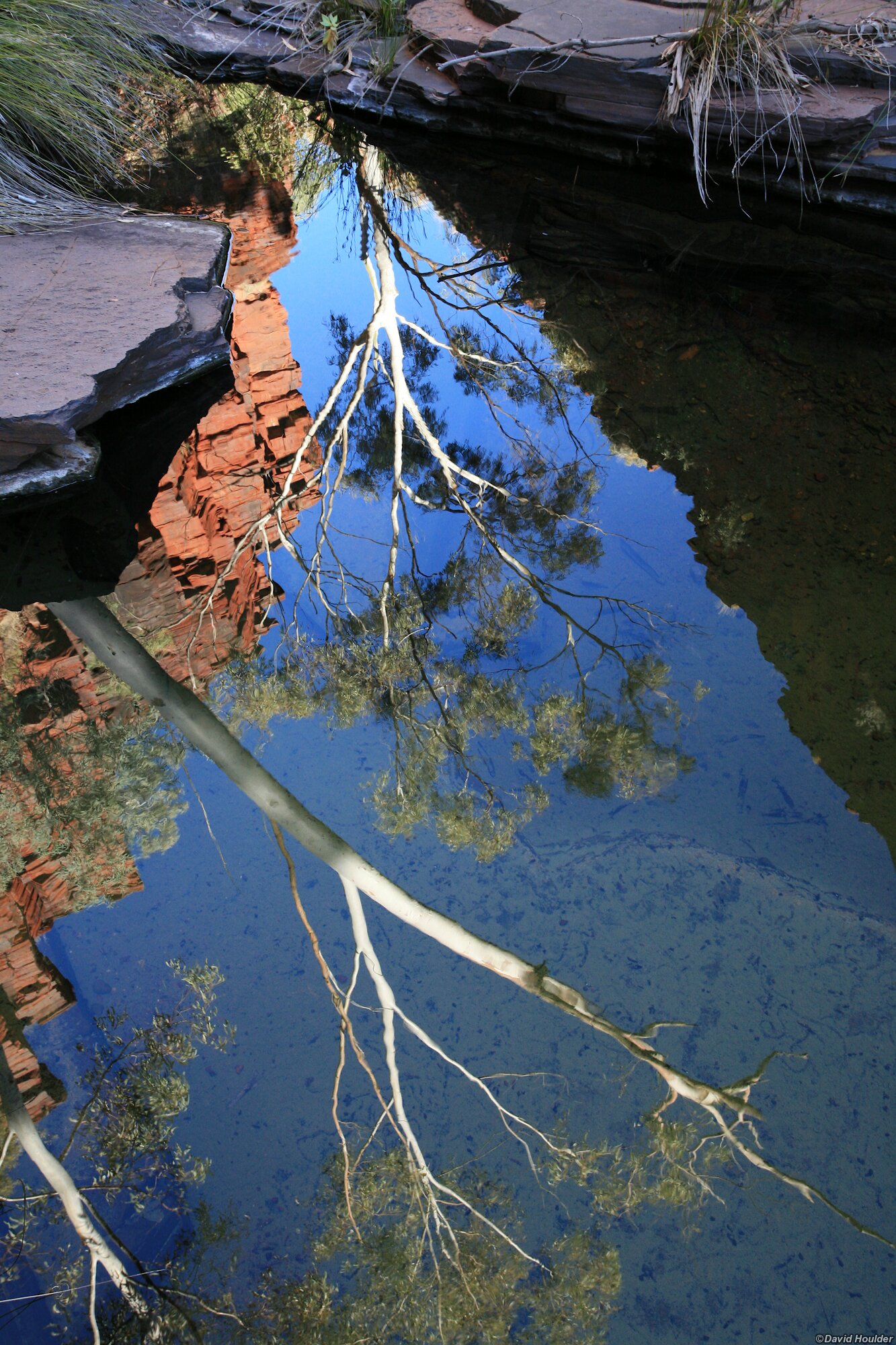 Reflected trees