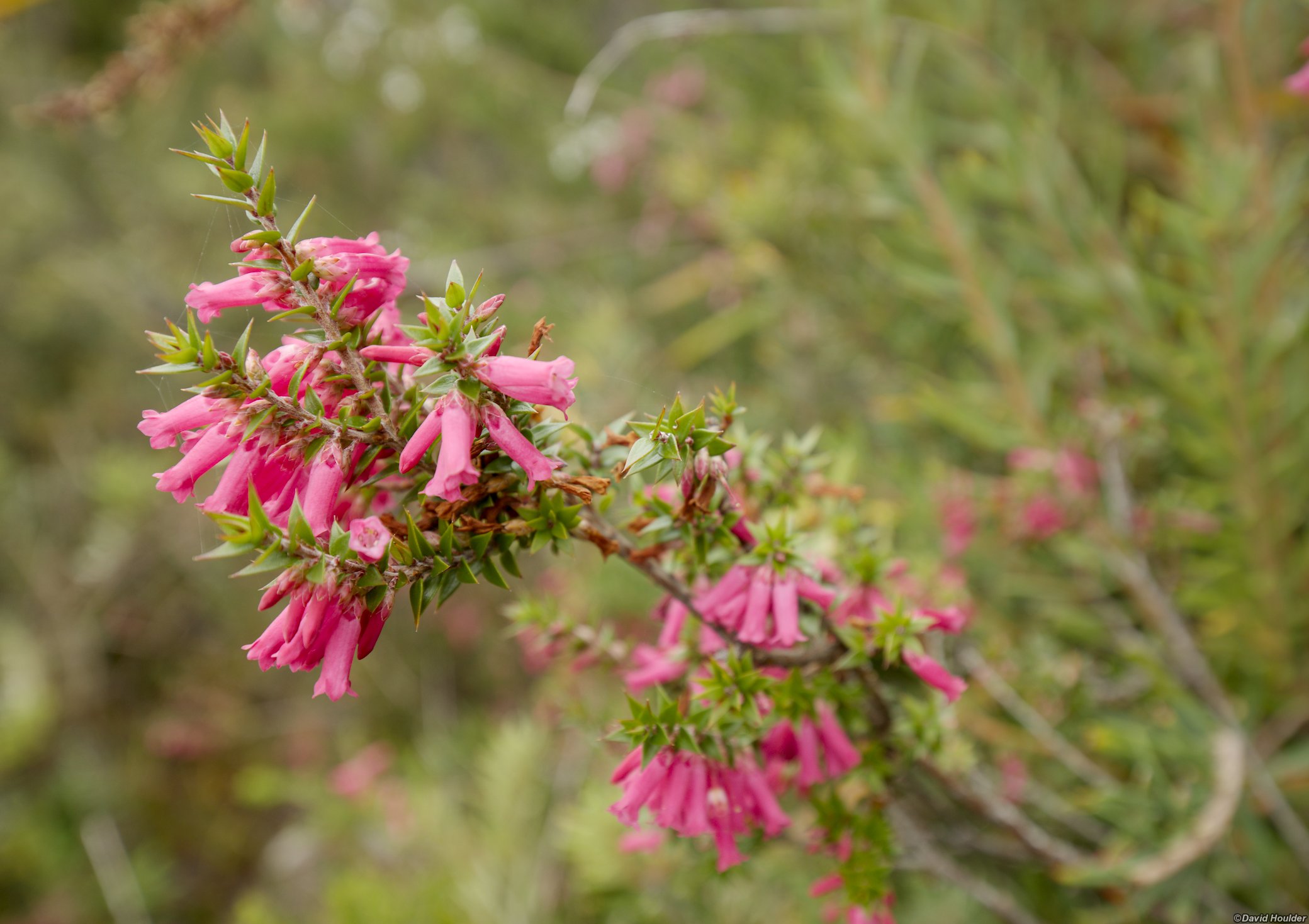 Epacris impressa
