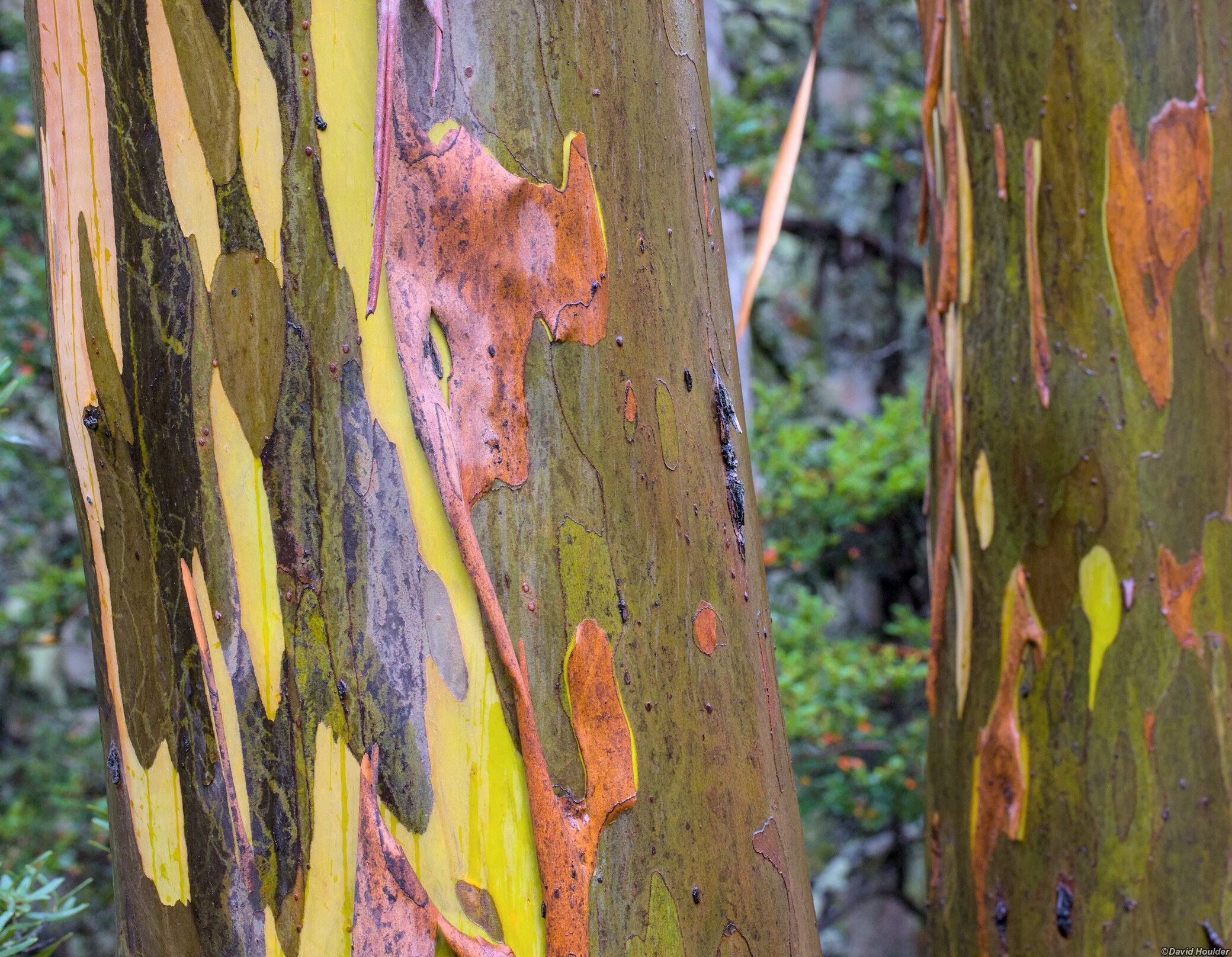 Eucalyptus subcrenulata