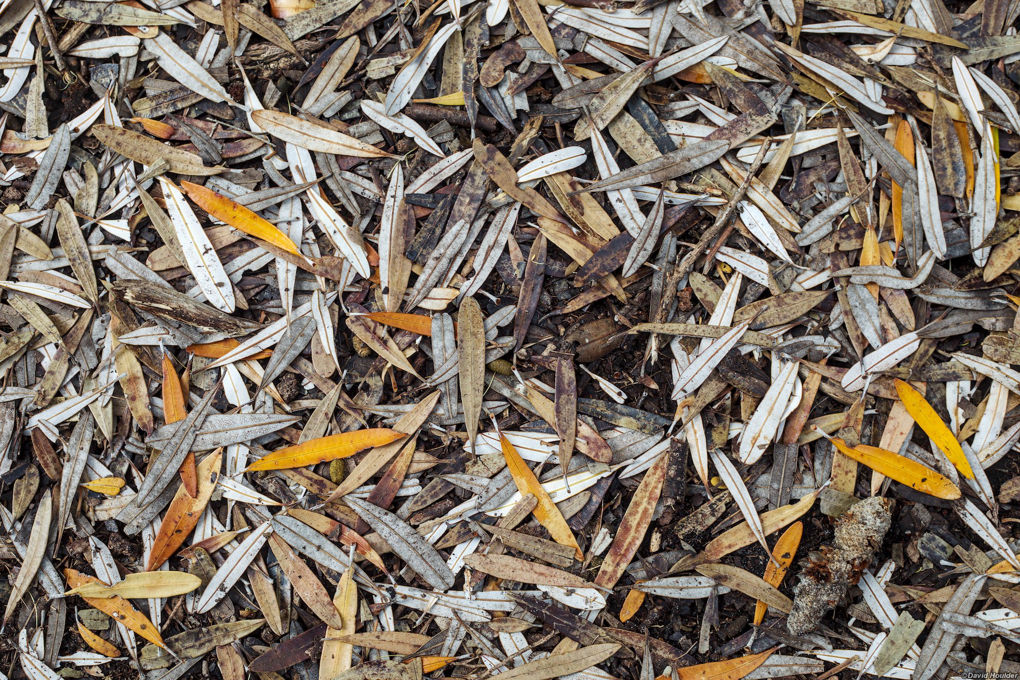 Fallen Banksia leaves