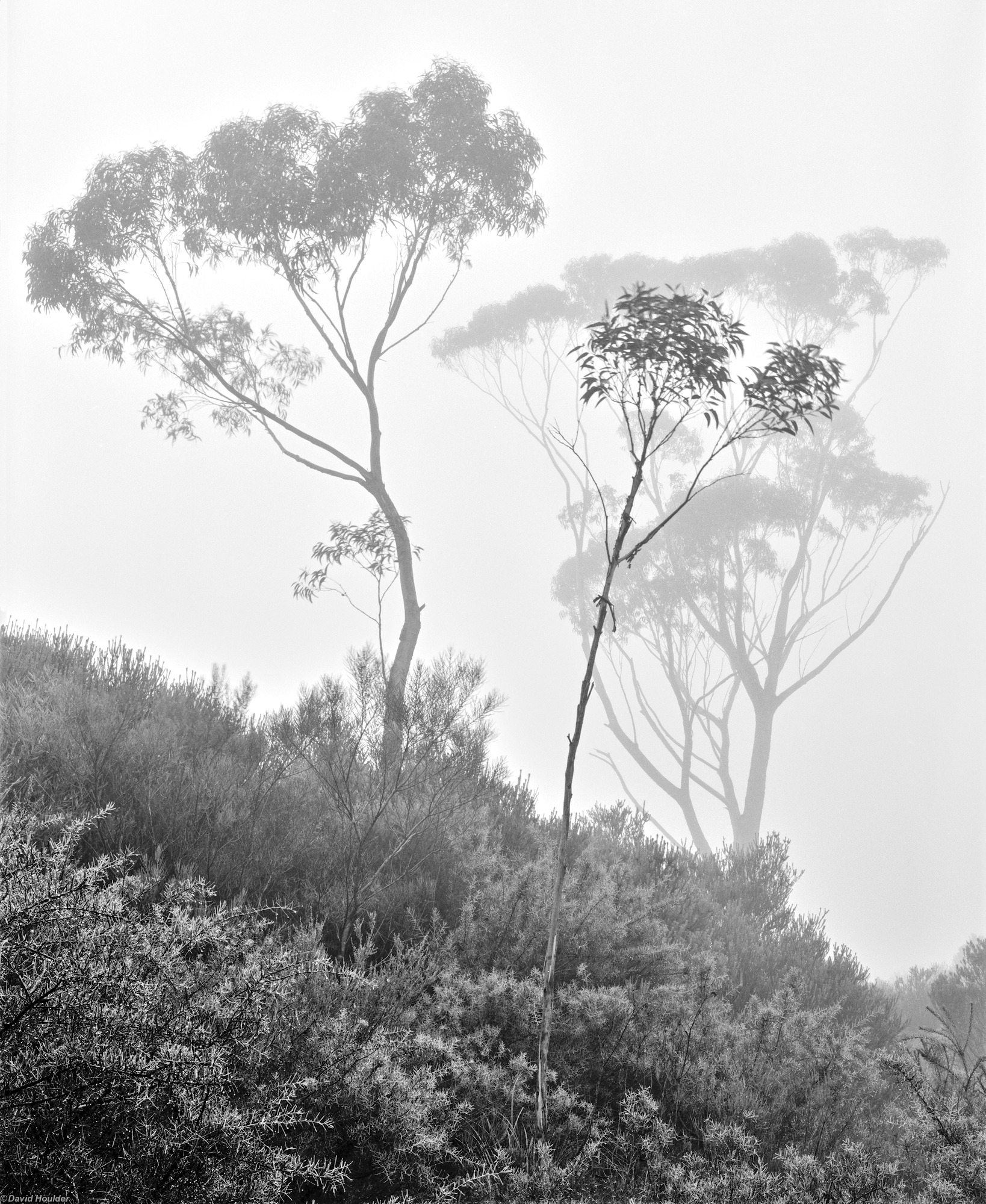 A eucalypt sapling with a small tree and a large tree in the fog behind.