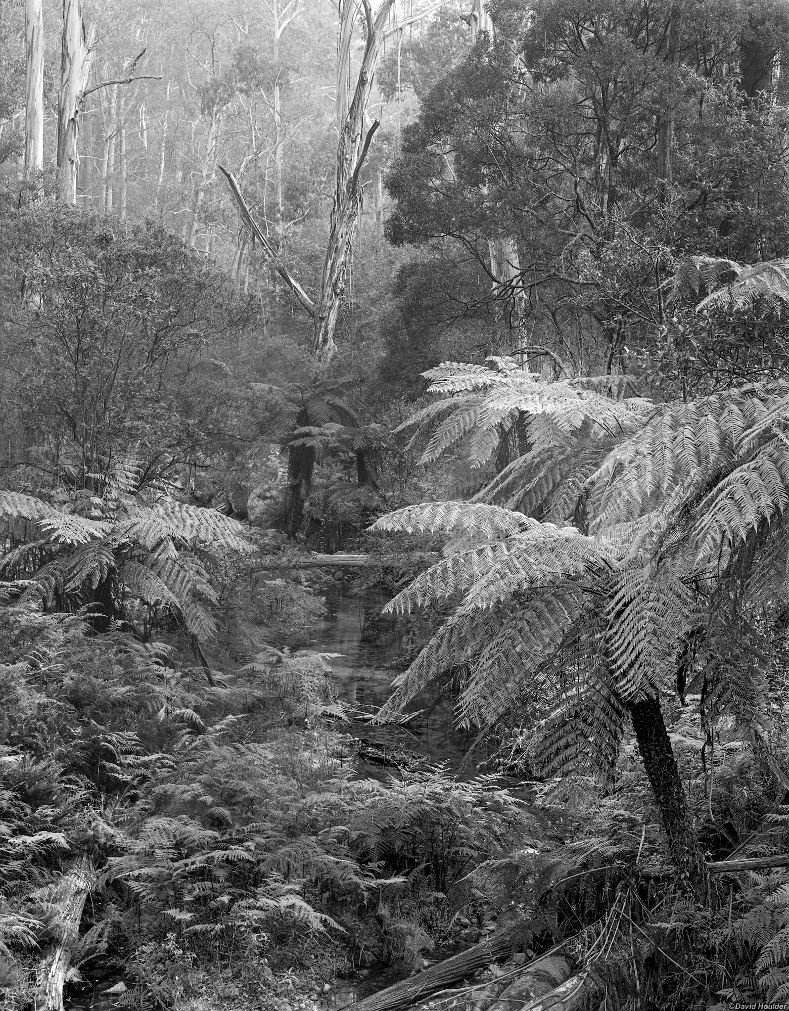 Tree ferns and eucalypt forest beside a small stream