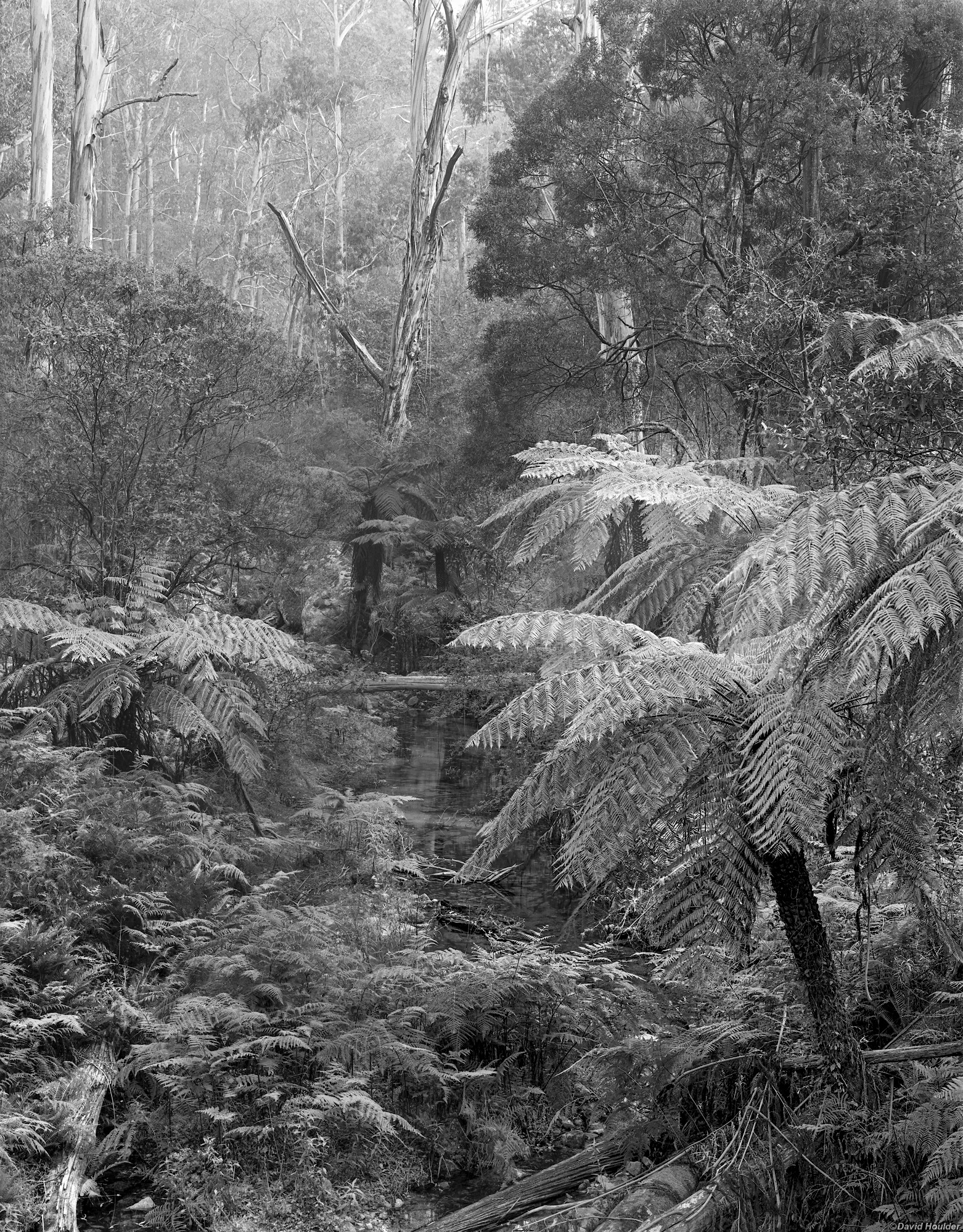 Tree ferns and eucalypt forest beside a small stream