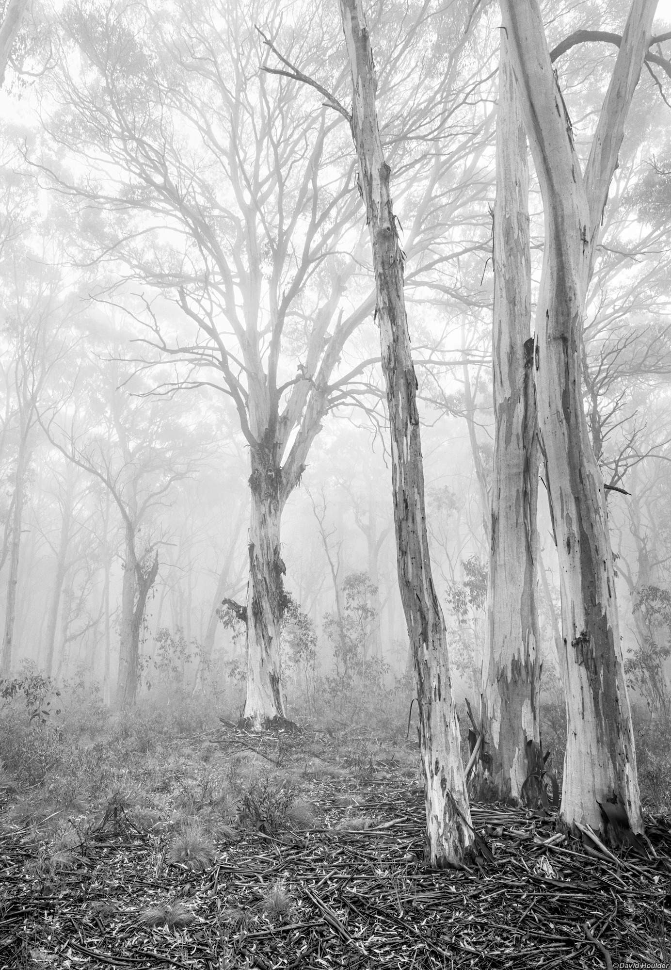 Large eucalypt trees in the fog