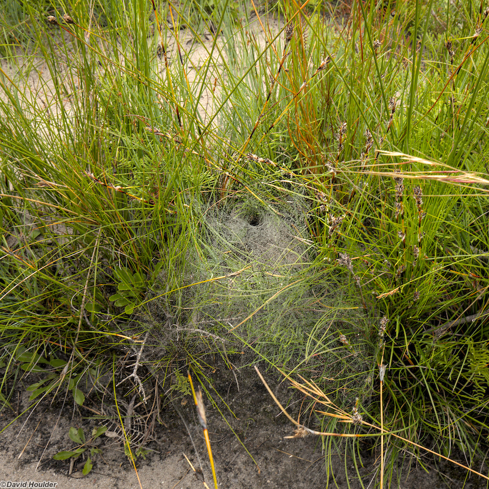Entrance to funnel-web spider burrow