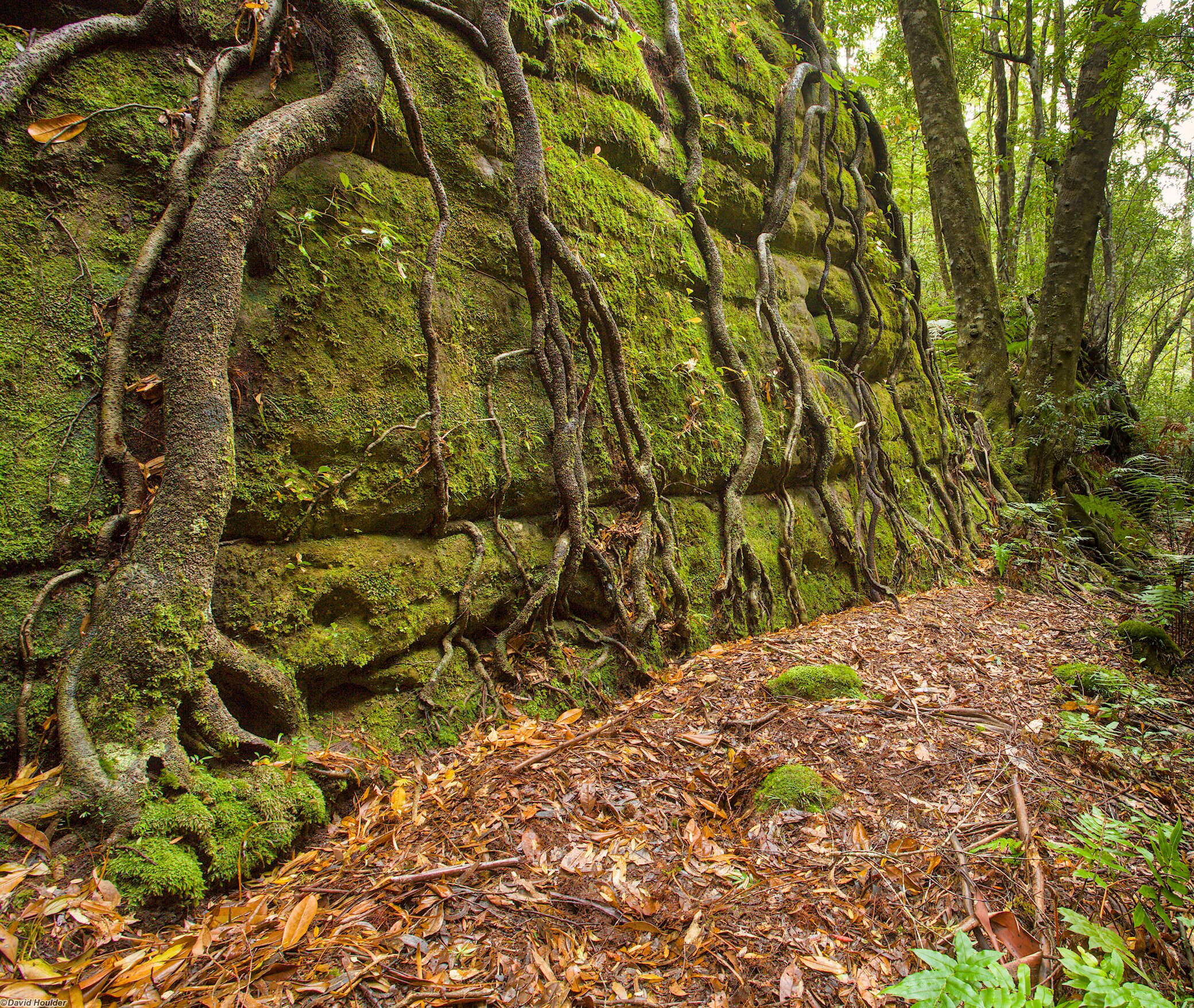 Green wall