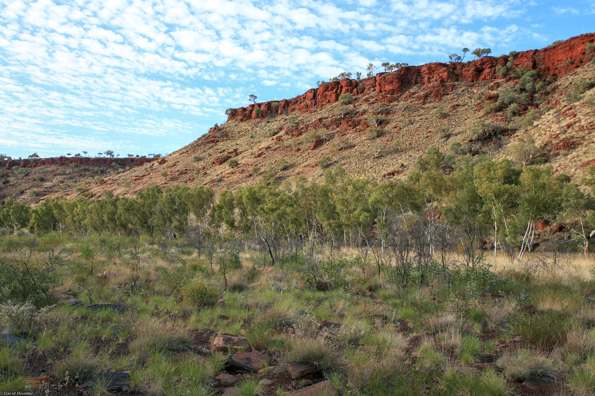 In a wide gorge with grass and trees, light cloud cover.