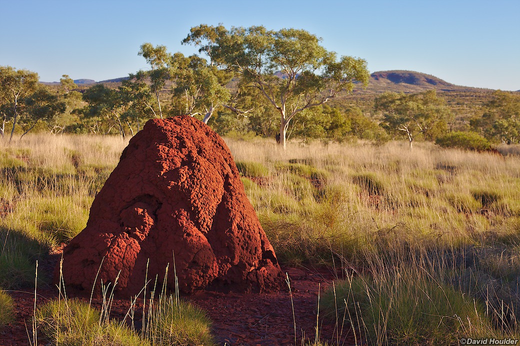 A termite mound just a few metres from my tent