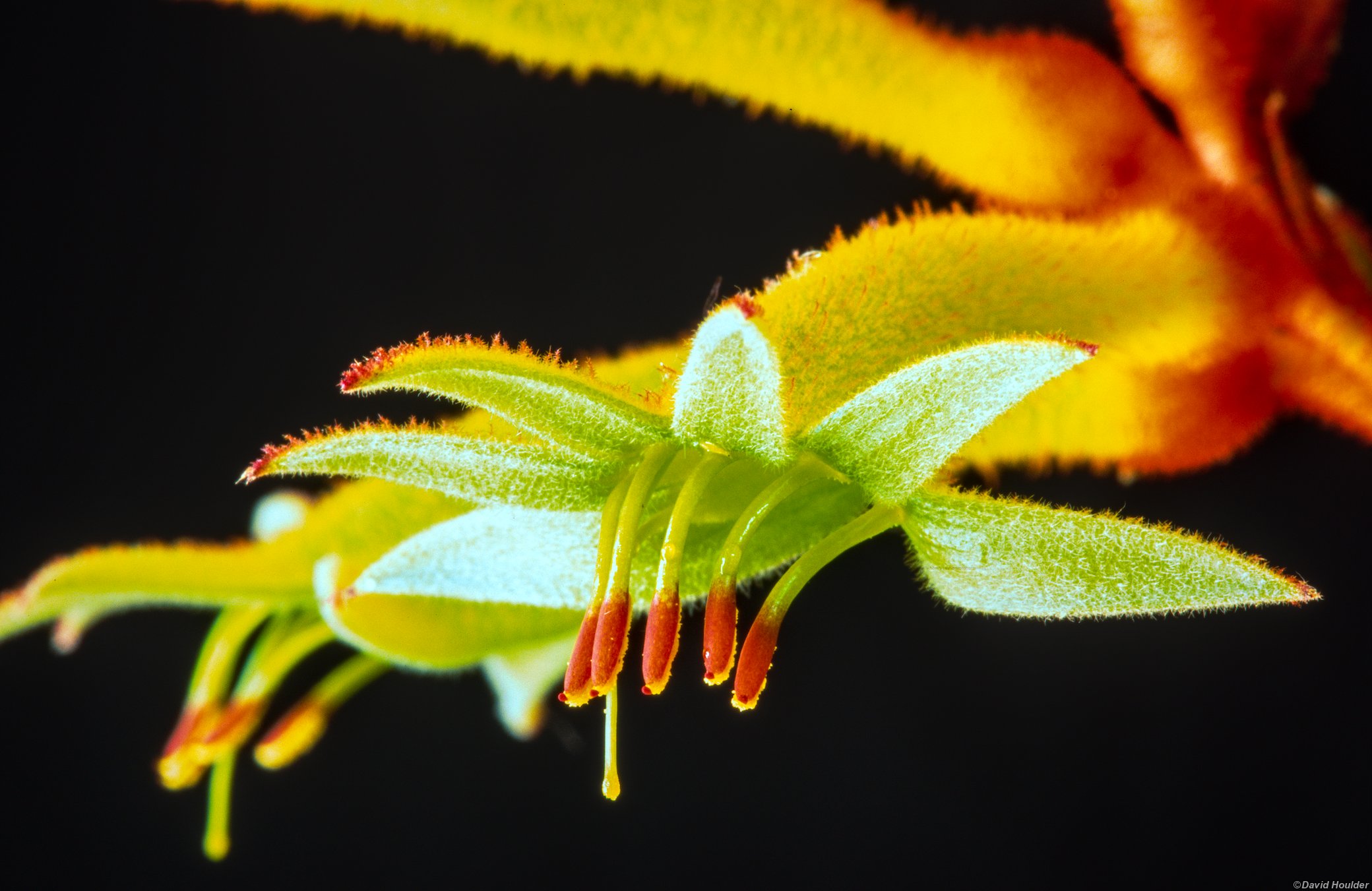 Kangaroo Paw 1