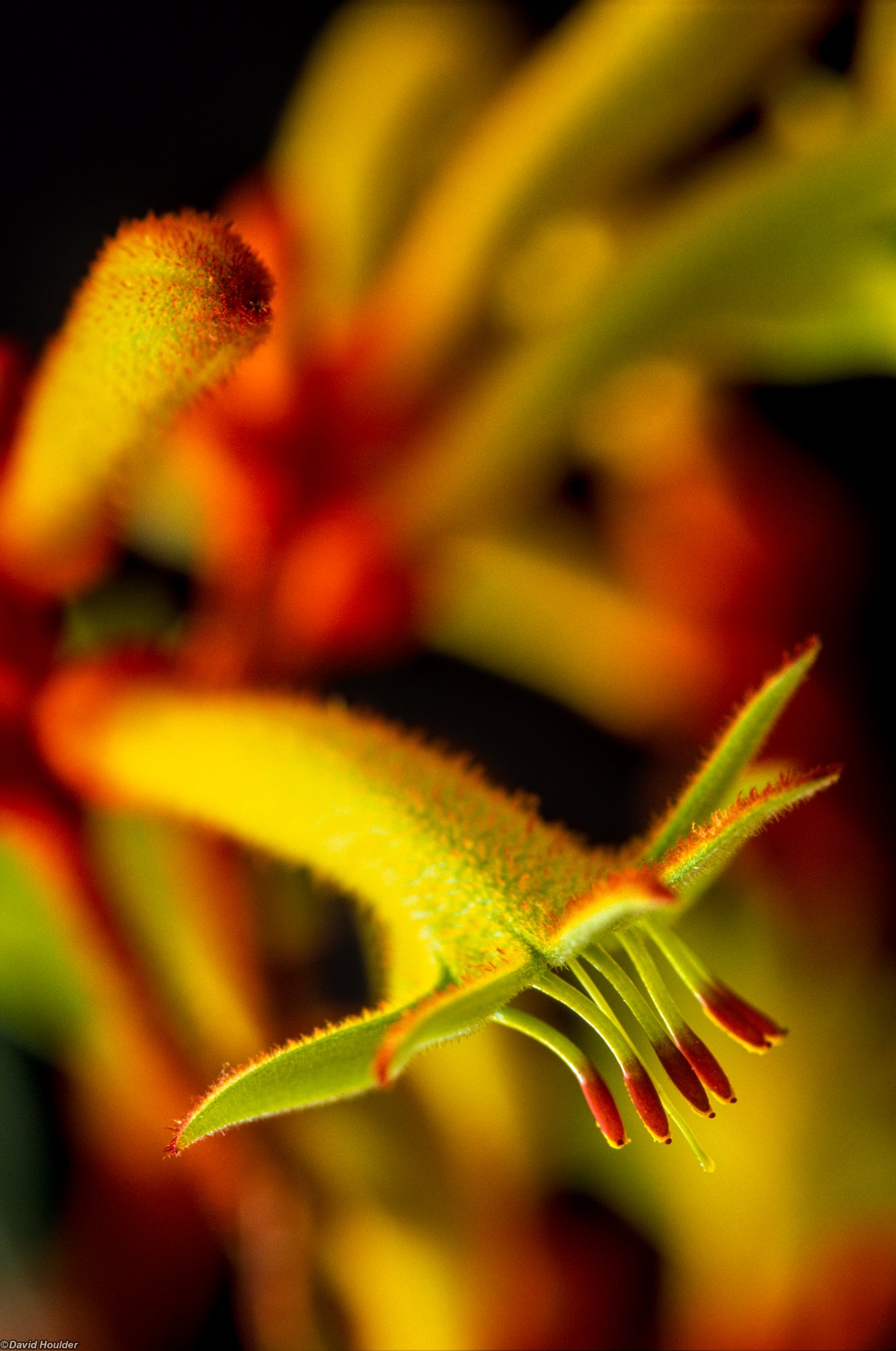 Kangaroo Paw 2