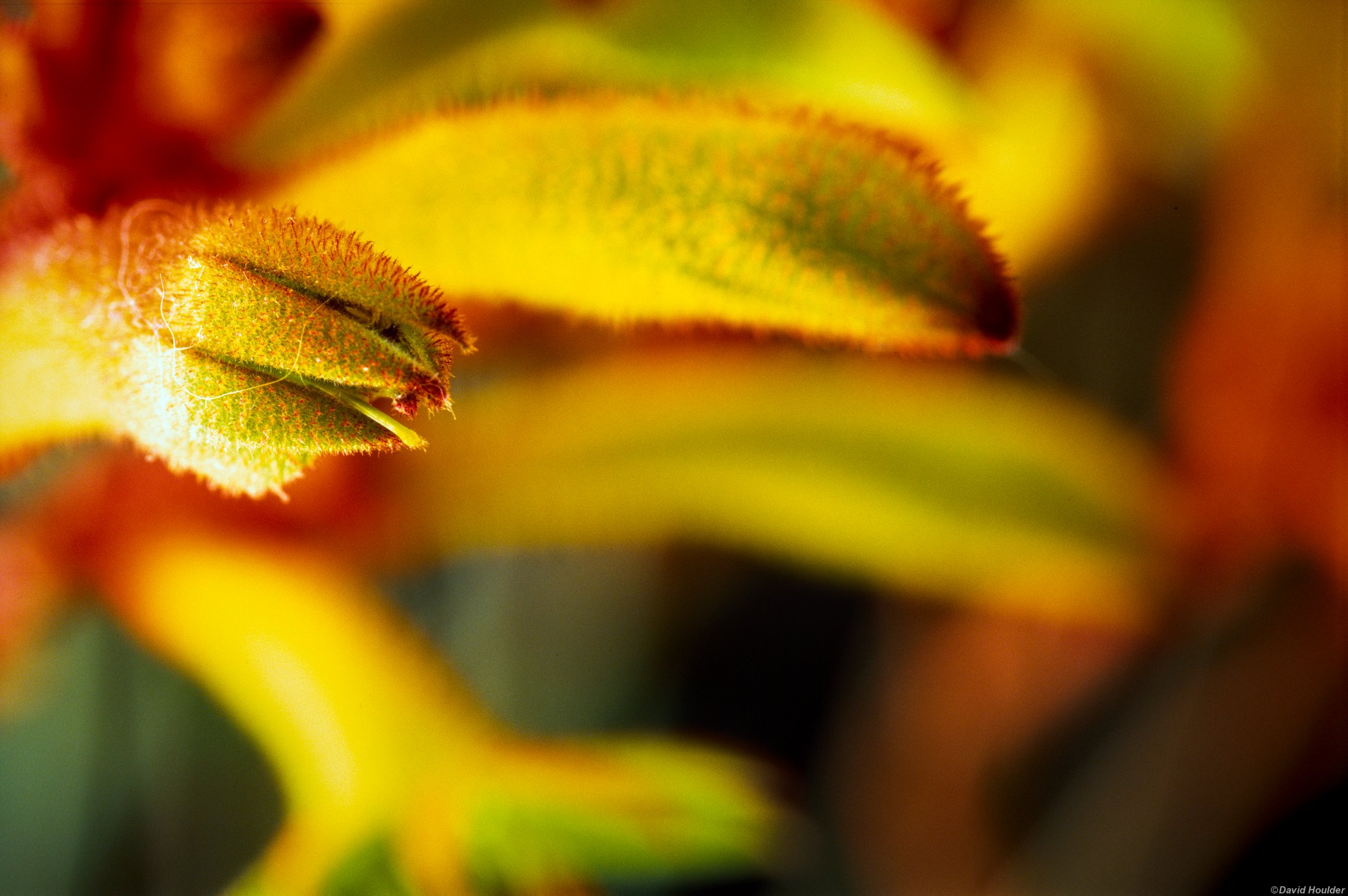 Kangaroo Paw 3
