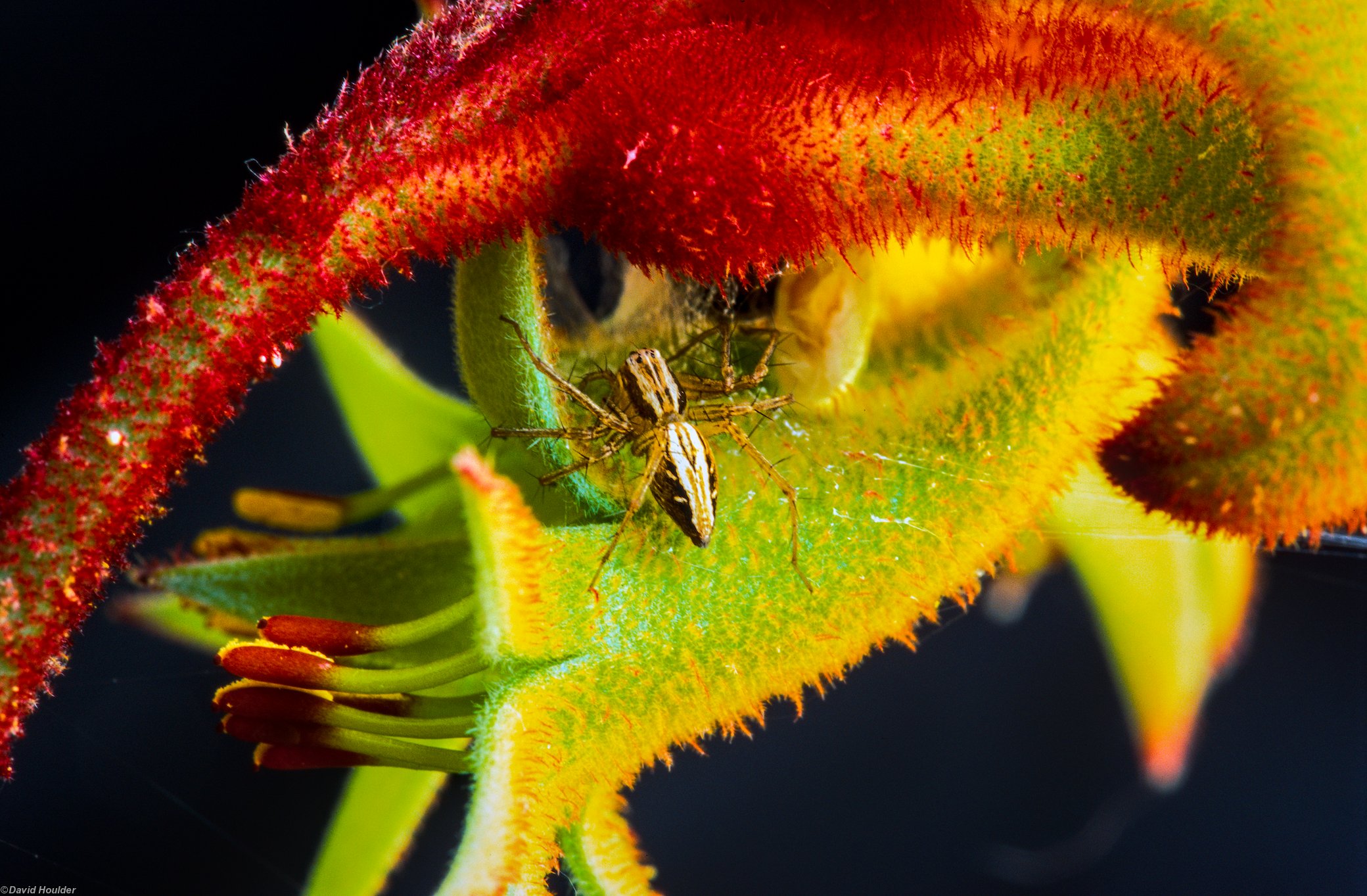 Kangaroo Paw 4