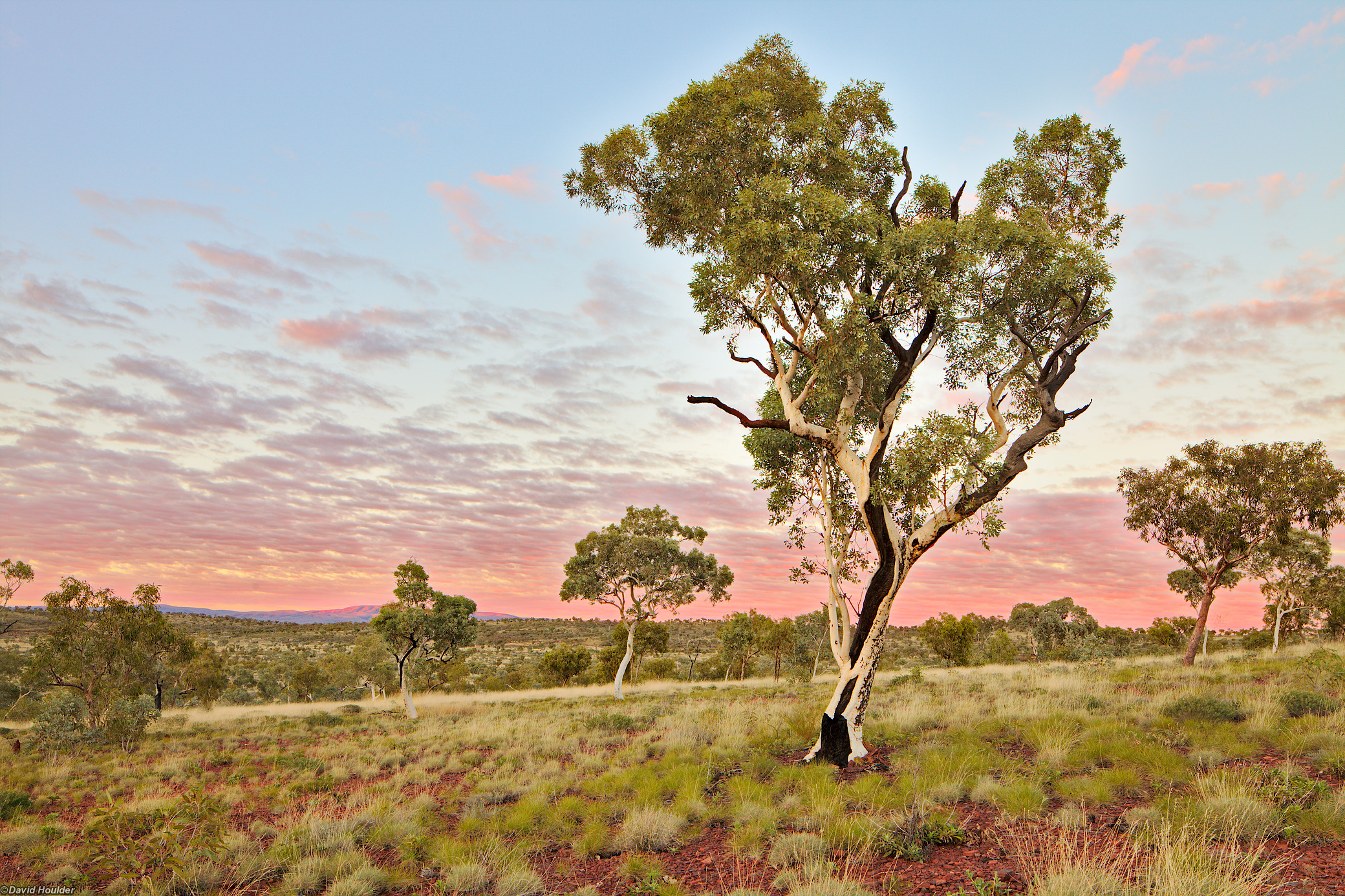 A fire-scarred eucalyptus tree on a gently sloping hillside at dawn