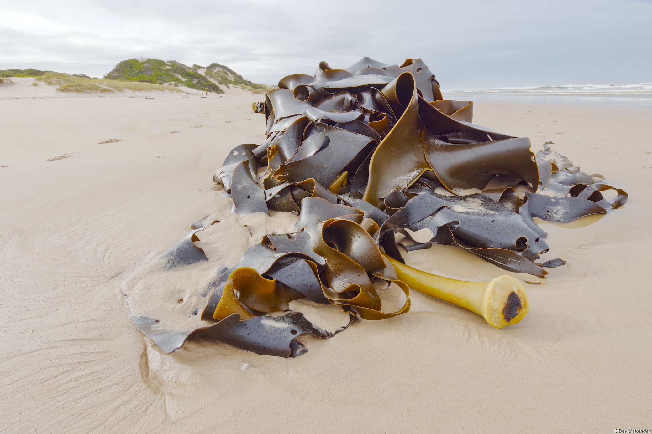 Kelp on the beach