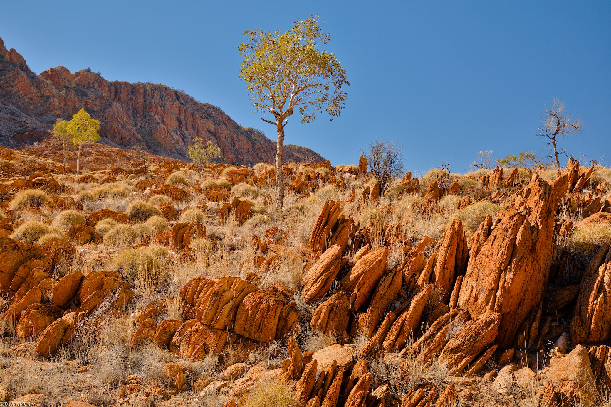Rocky, arid slope with small tress and a cliff in the background