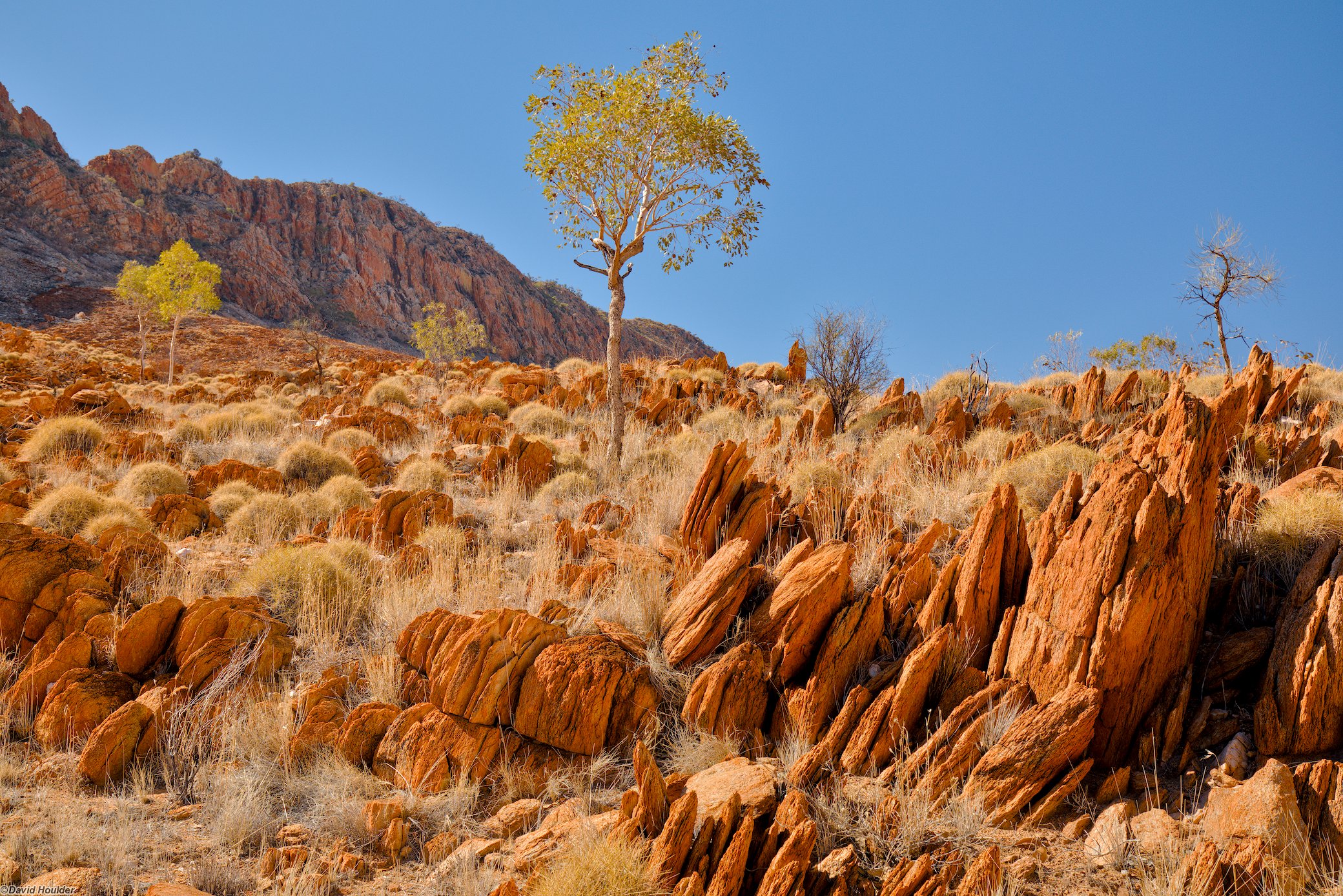 Rocky, arid slope with small tress and a cliff in the background