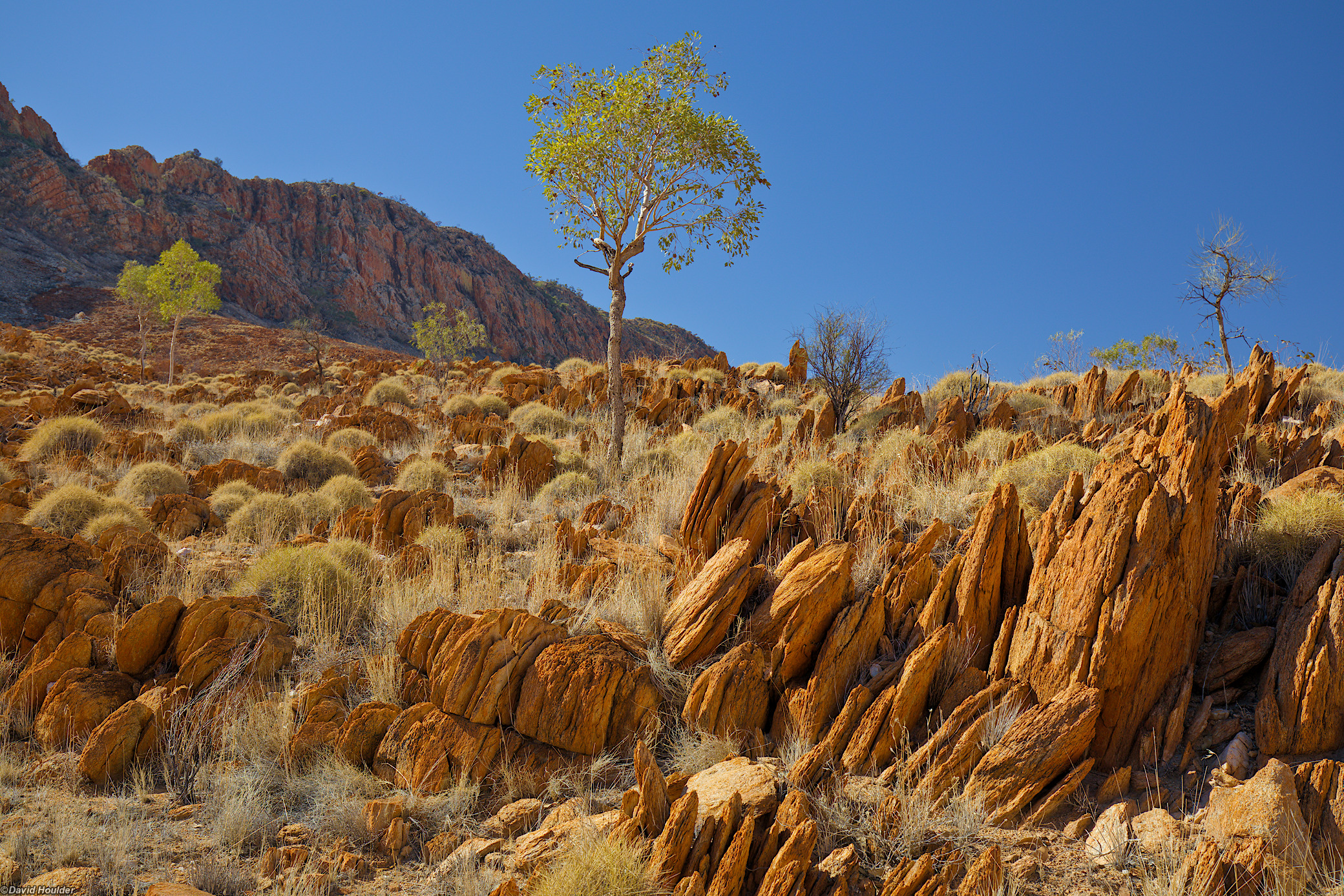 Rocky, arid slope with small tress and a cliff in the background