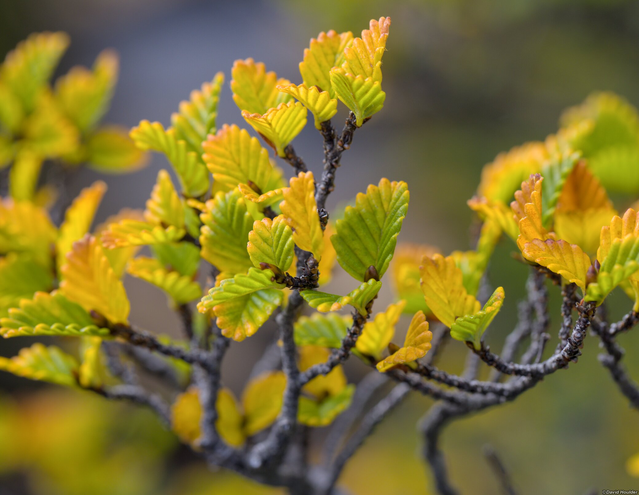 Nothofagus gunnii in Autmun