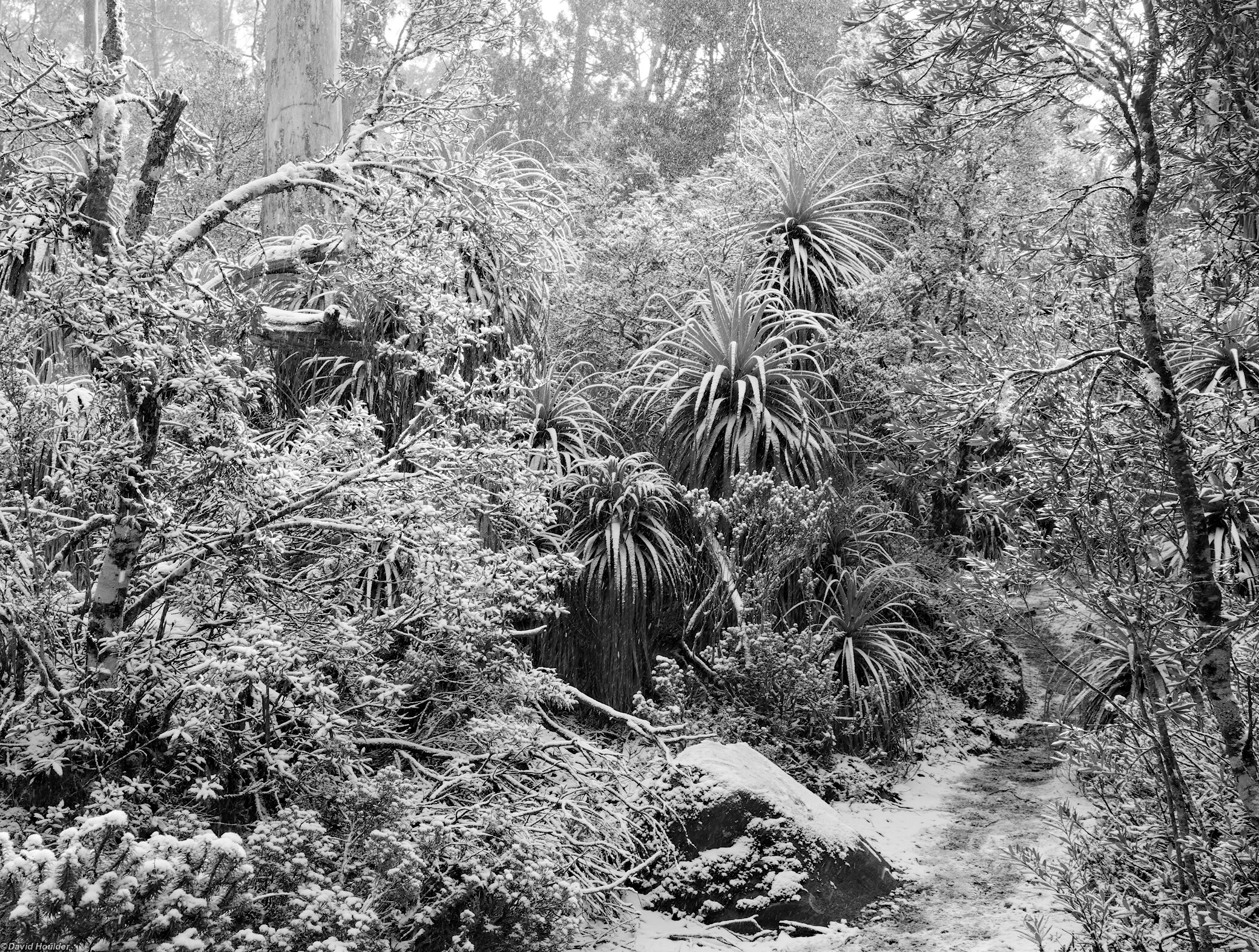 Snow falling in a grove of Pandanis