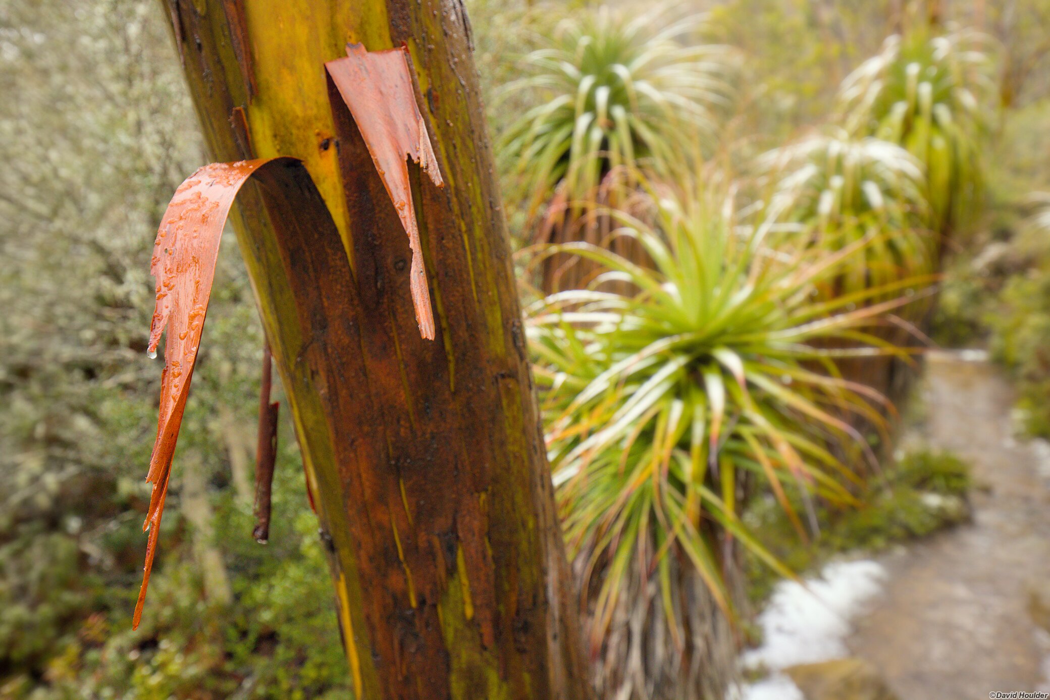 Peeling bark on a small tree