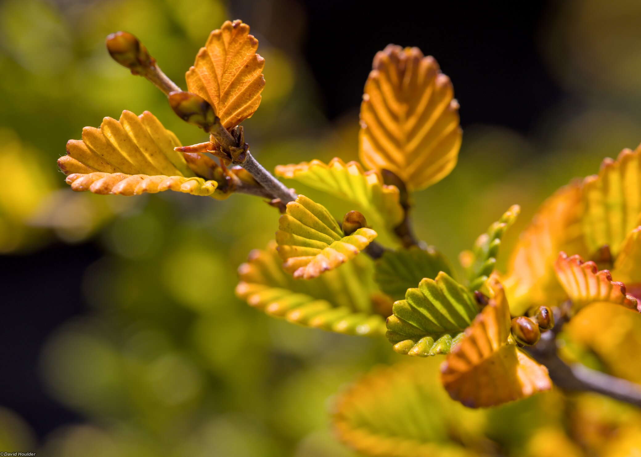 Nothofagus gunnii in Autmun