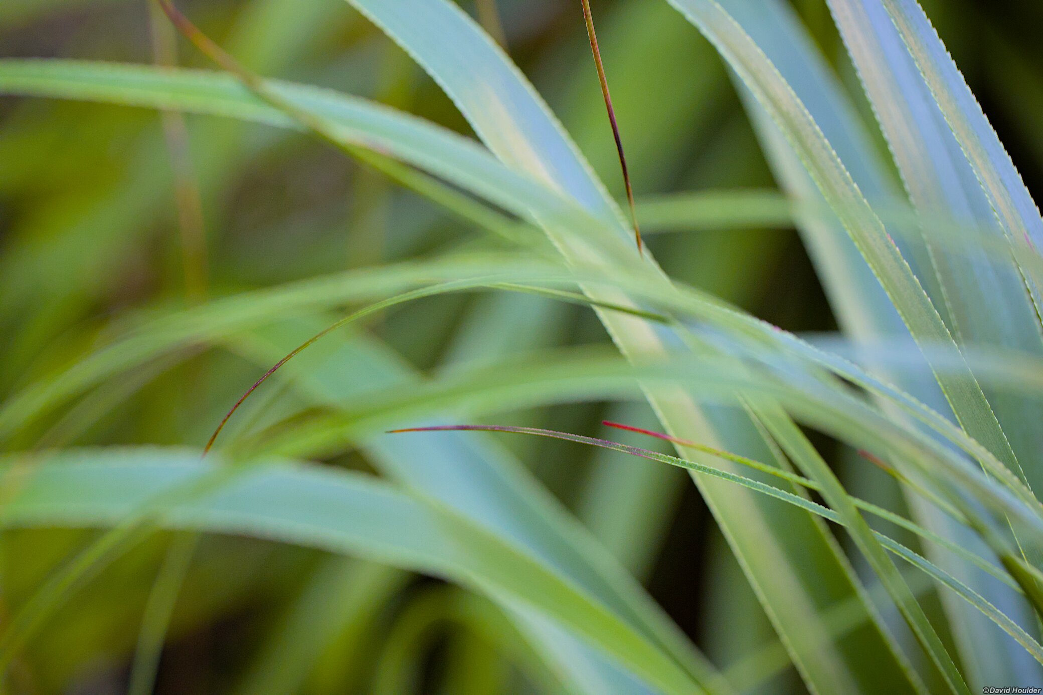 Pandani leaves