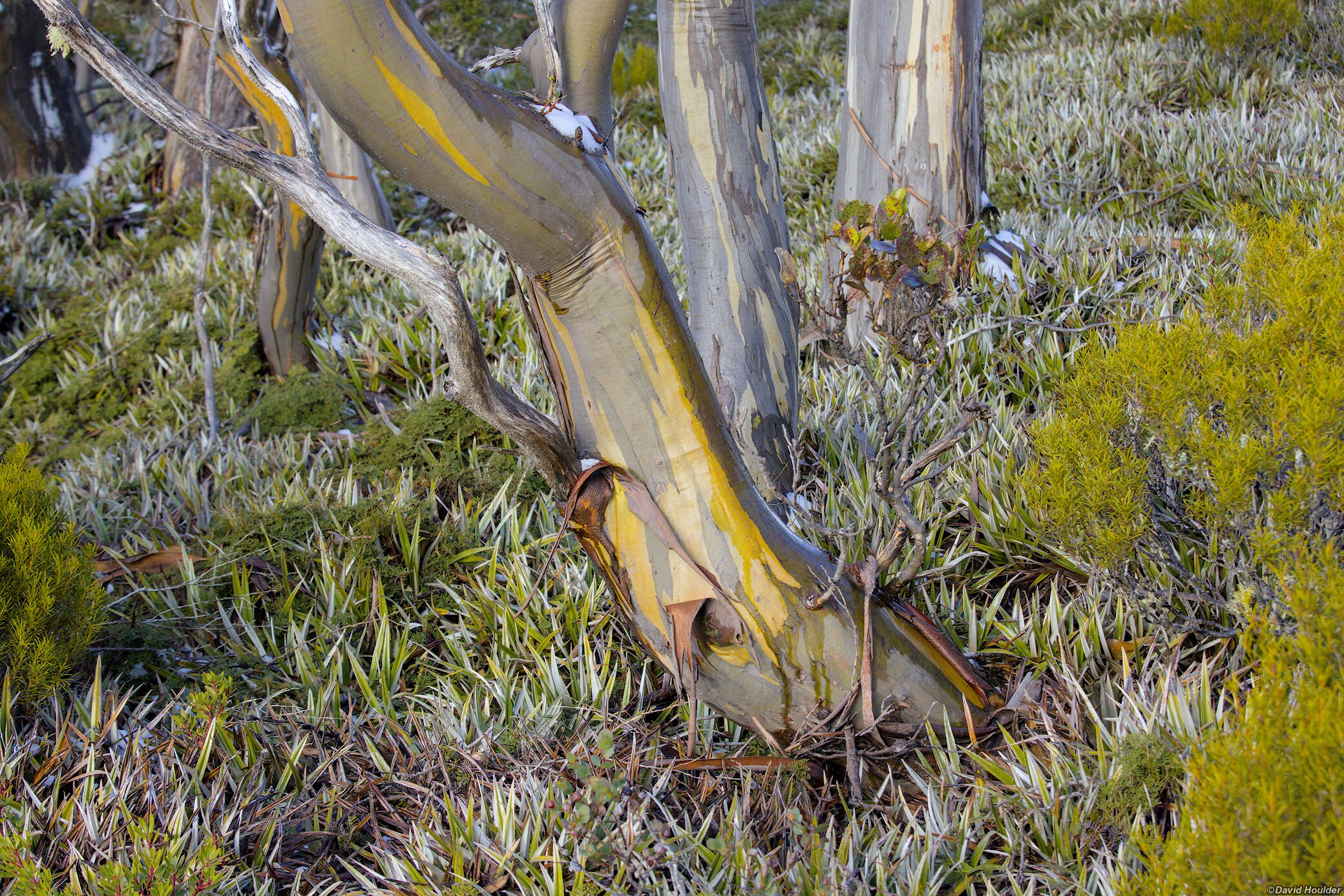 Small snowgum