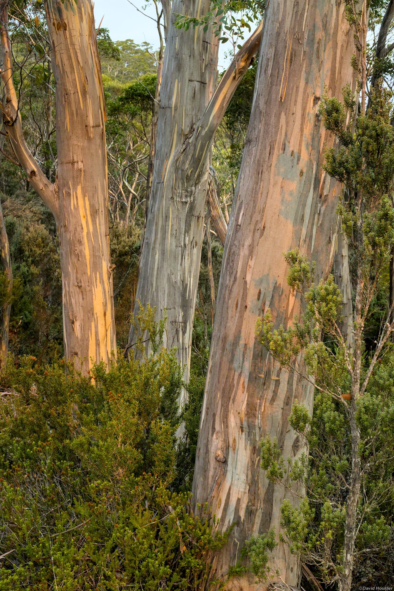 Tree trunks at sundown