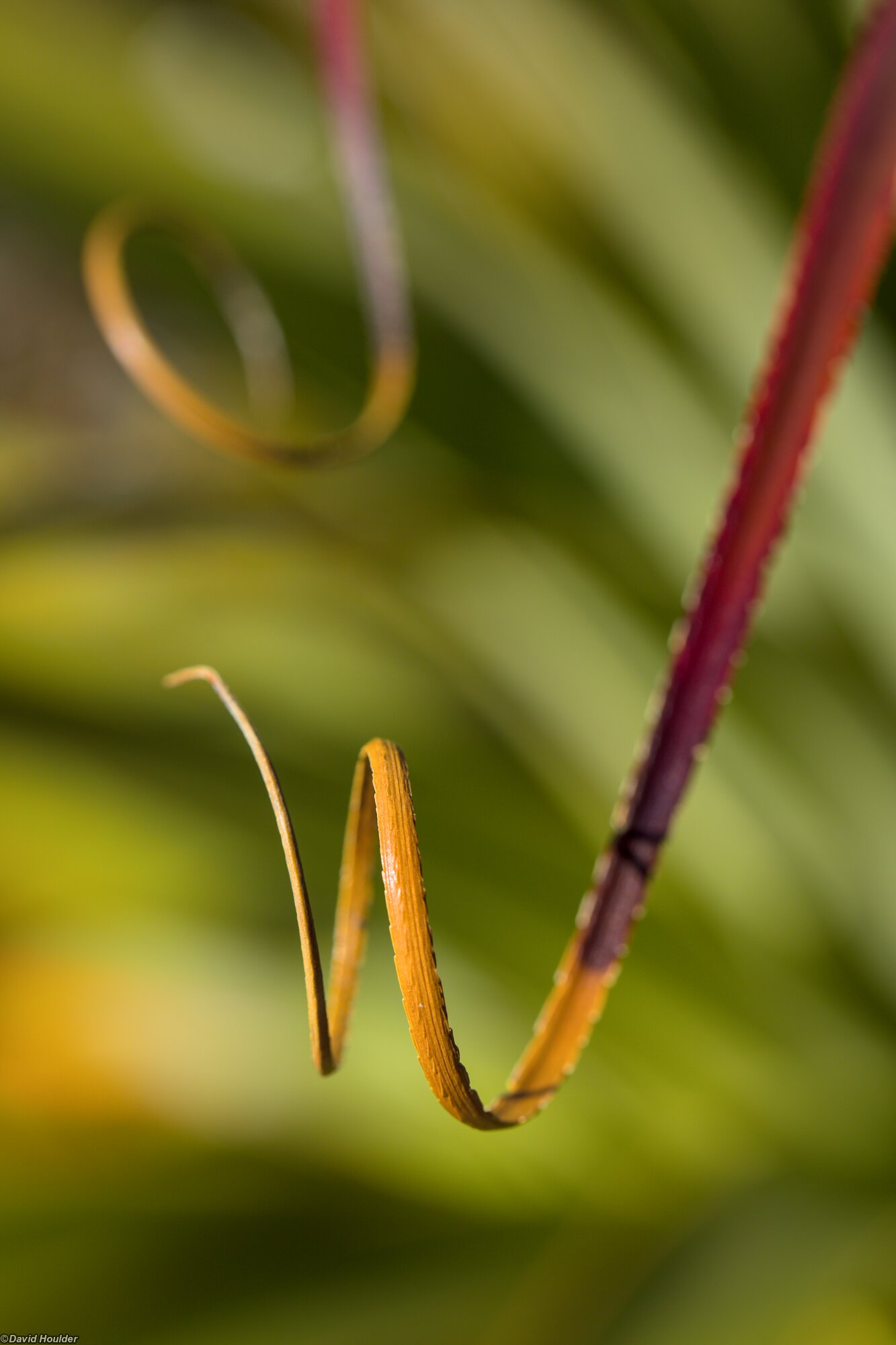 Curling Pandani leaves