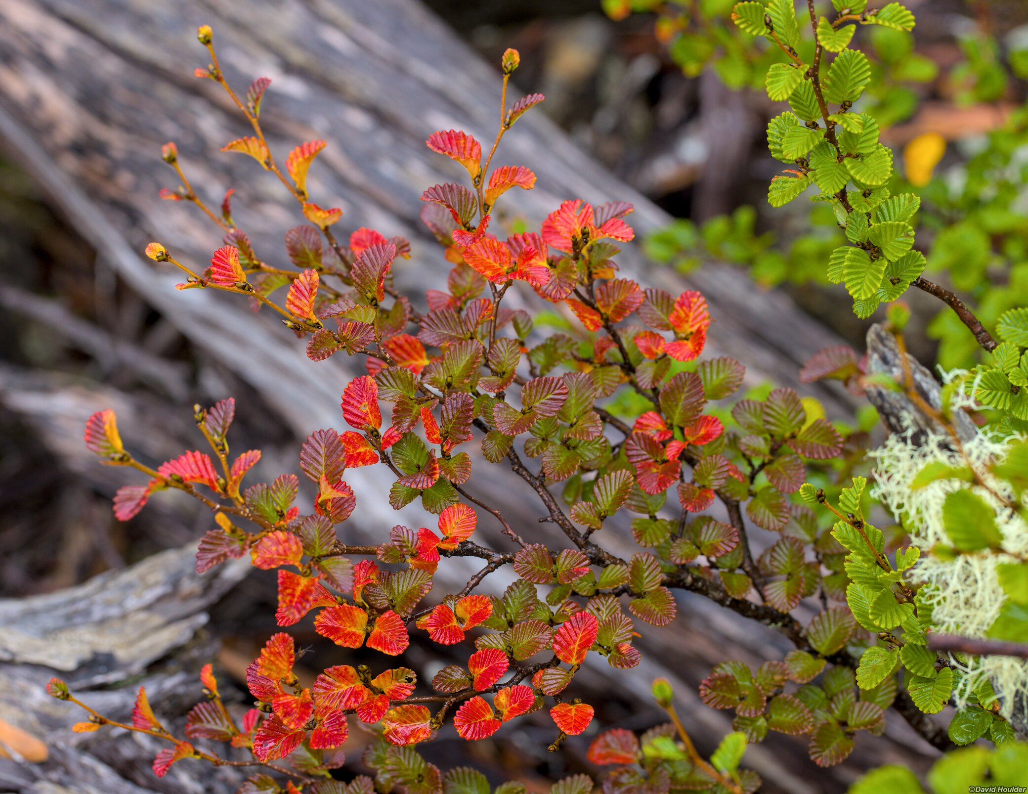 Nothofagus gunnii in Autmun