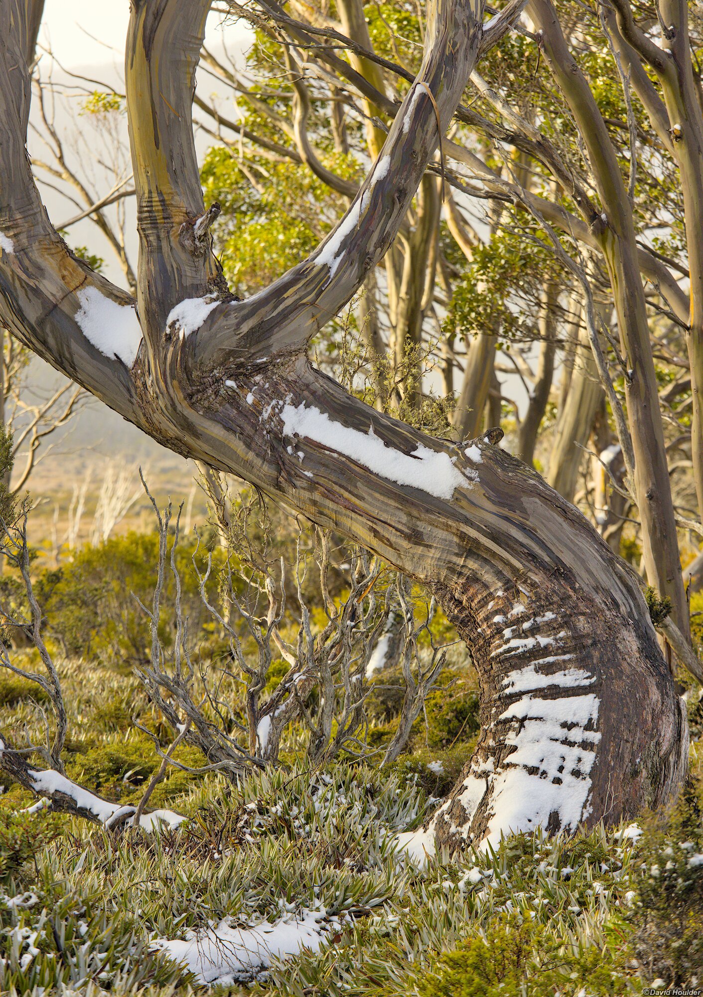 Snow on a reclining tree trunk