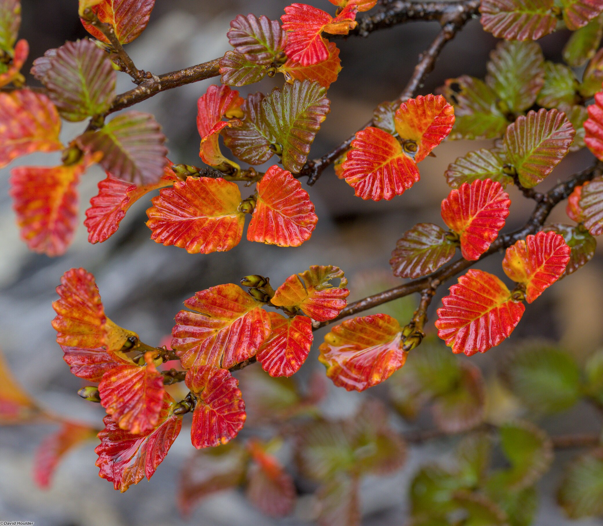 Nothofagus gunnii in Autmun