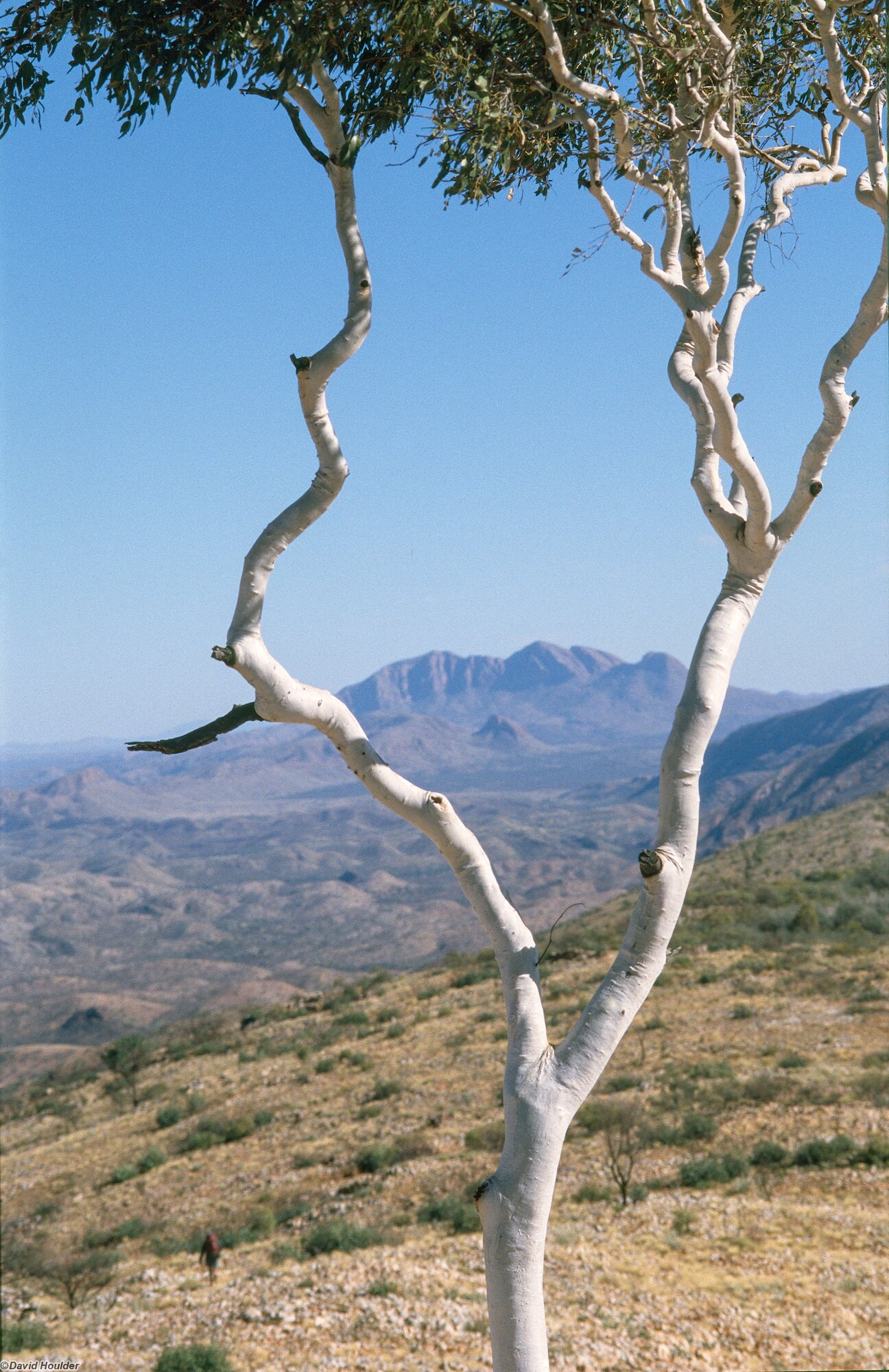 Mount Sonder through branches