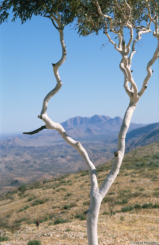 Mount Sonder through branches