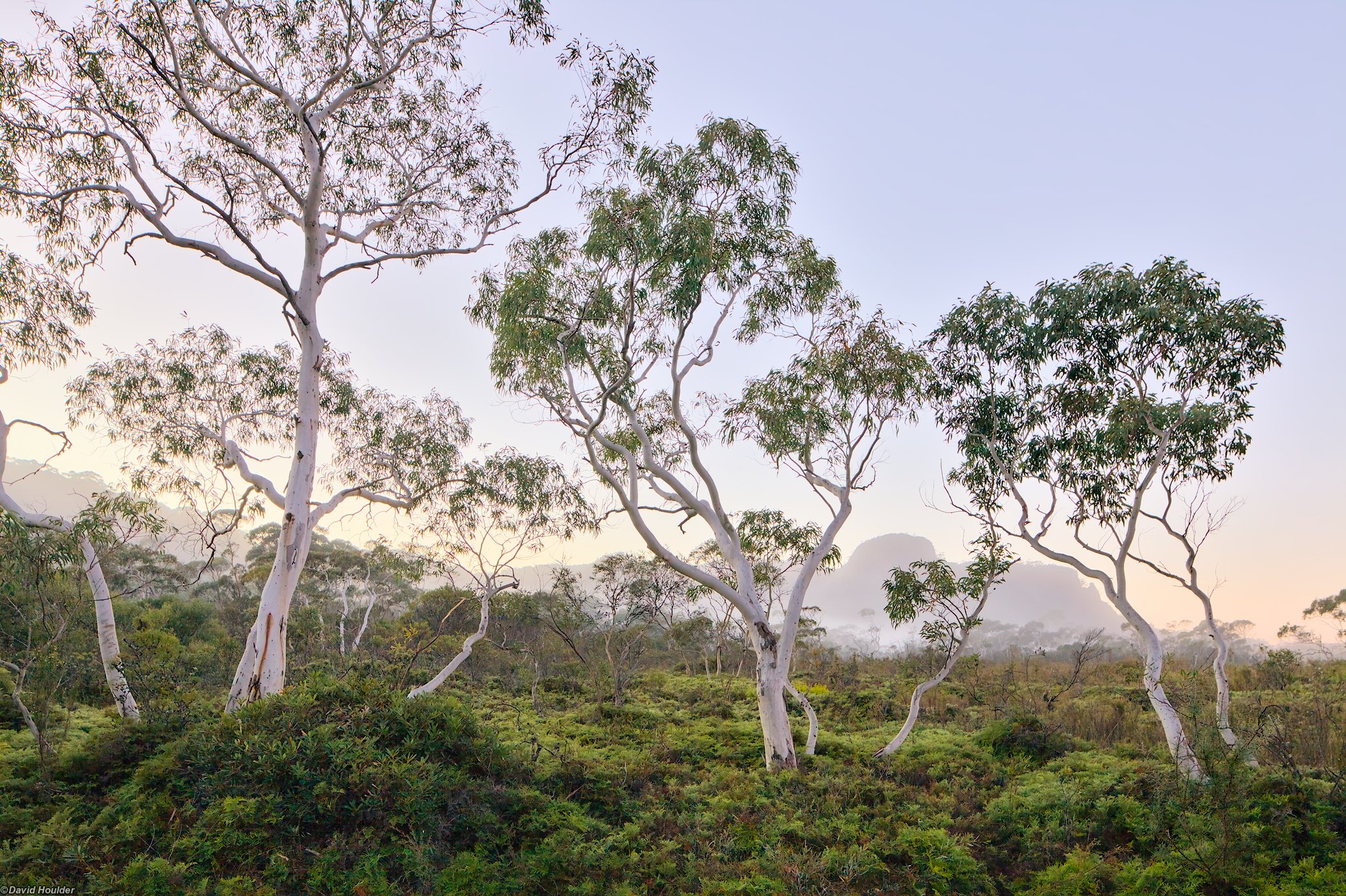 Small Eucalypt trees and low shrubs just before sunrise, with distant fog obscuring a rocky escarpment.