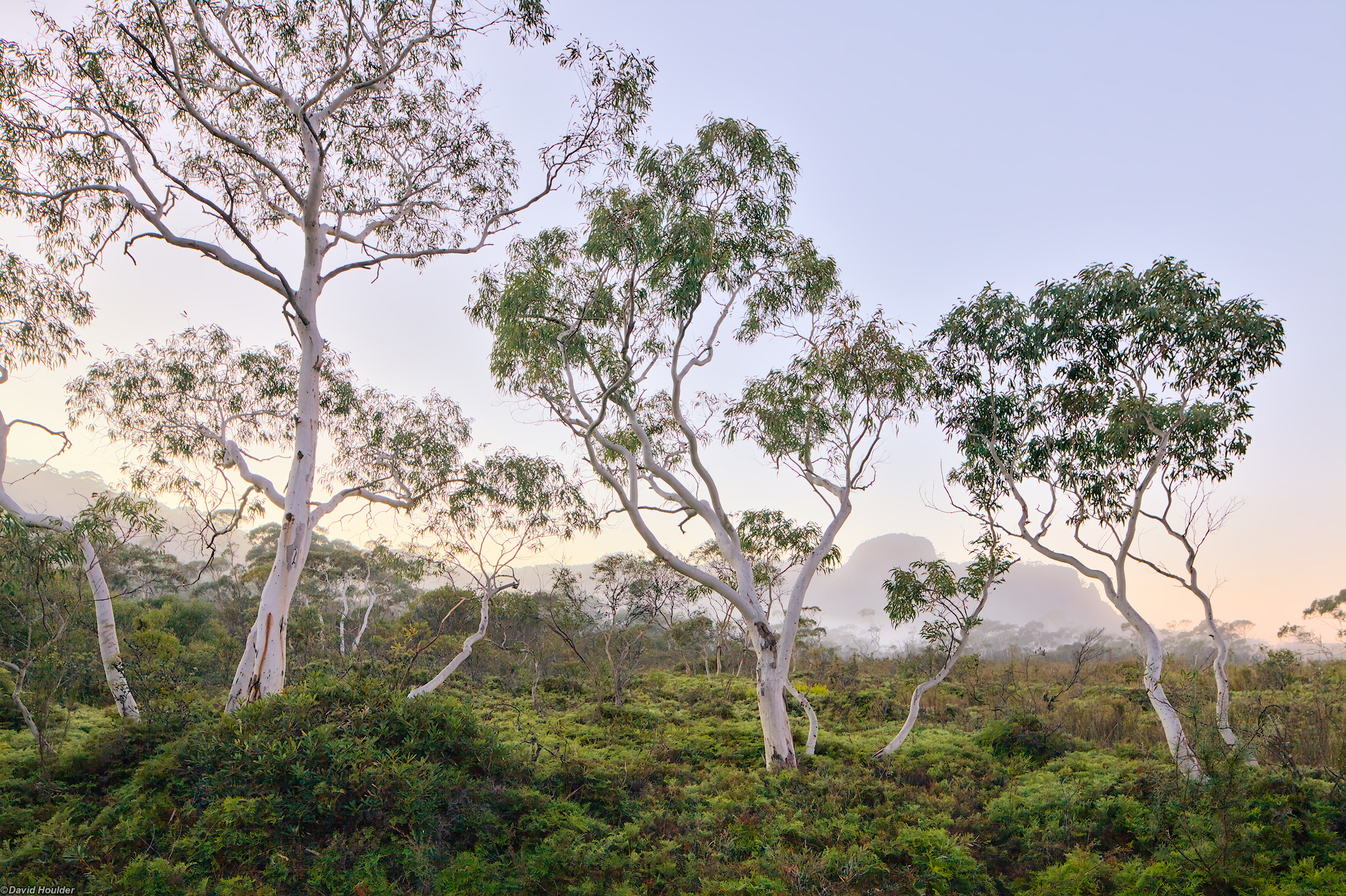 Small Eucalypt trees and low shrubs just before sunrise, with distant fog obscuring a rocky escarpment.