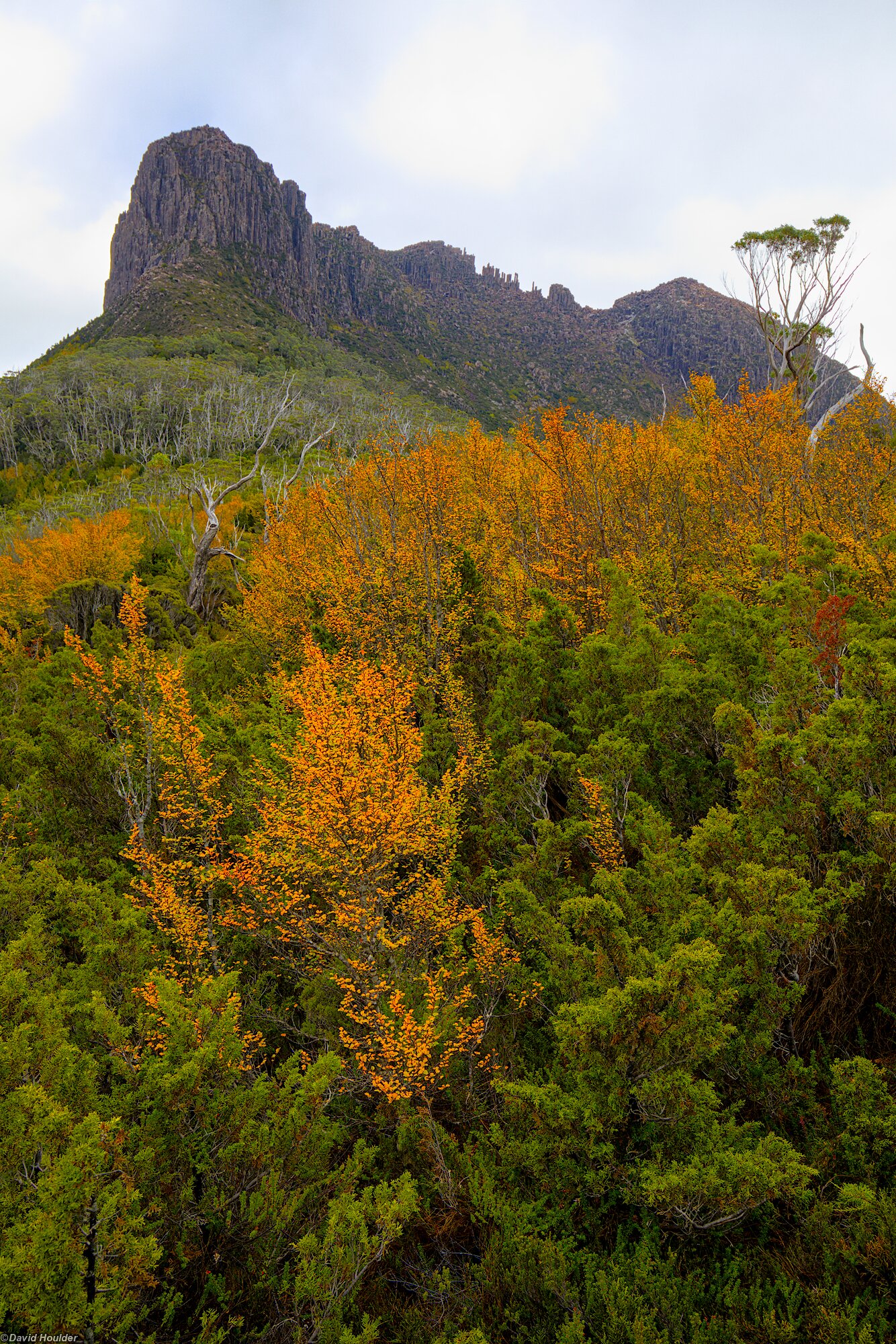 Nothofagus and The Acropolis